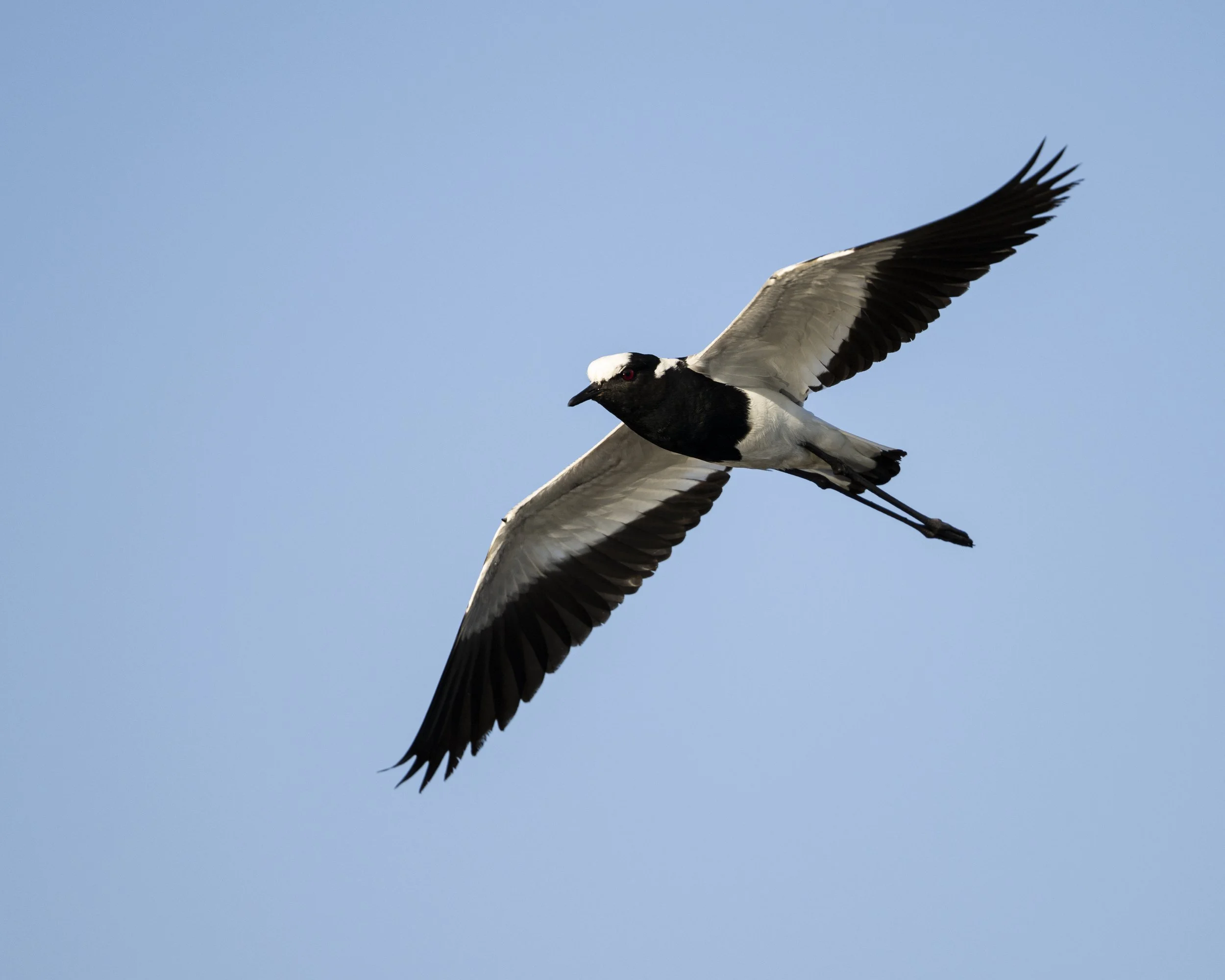 DSC_4627.jpg