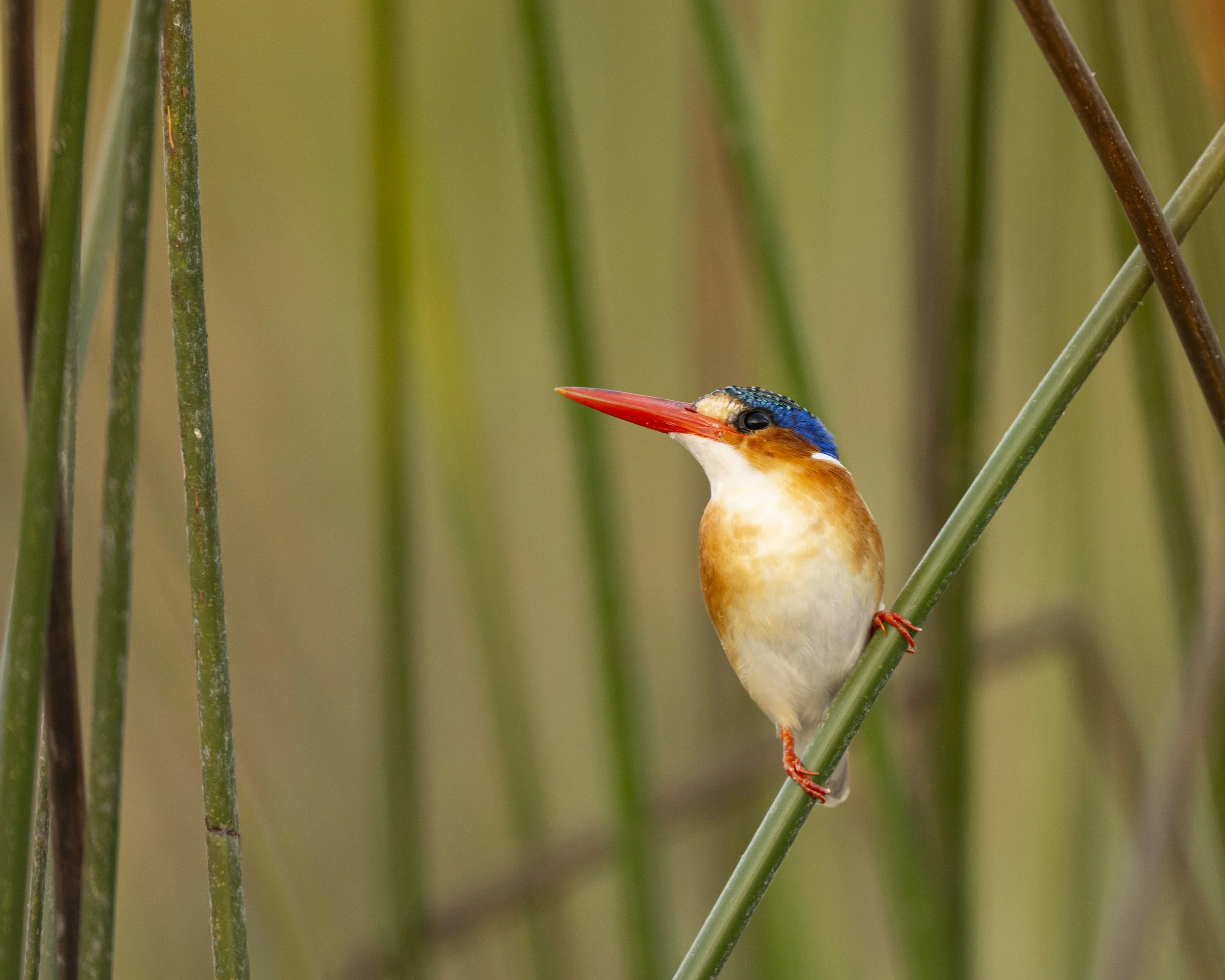 DSC_7046.jpg