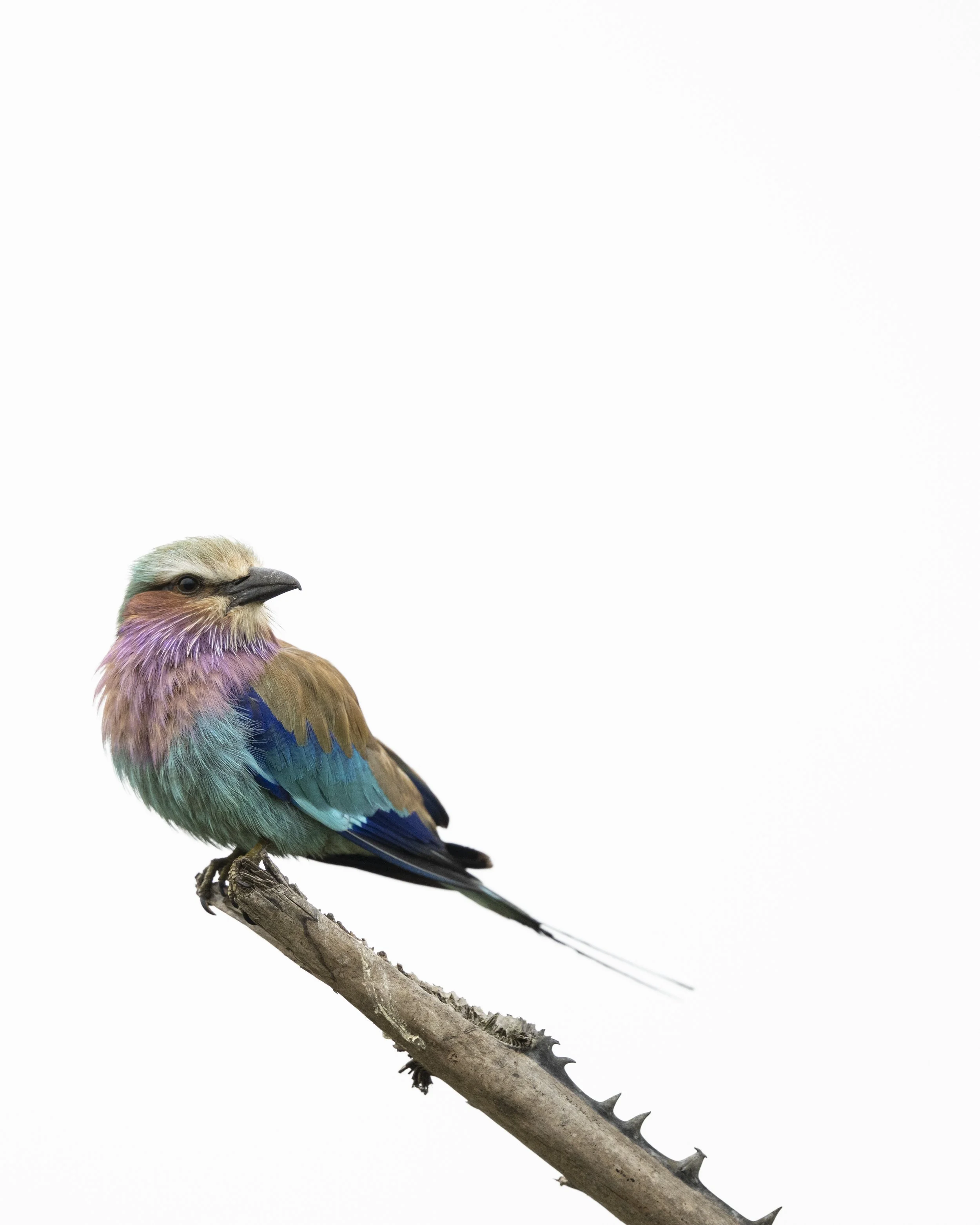 DSC_2344.jpg