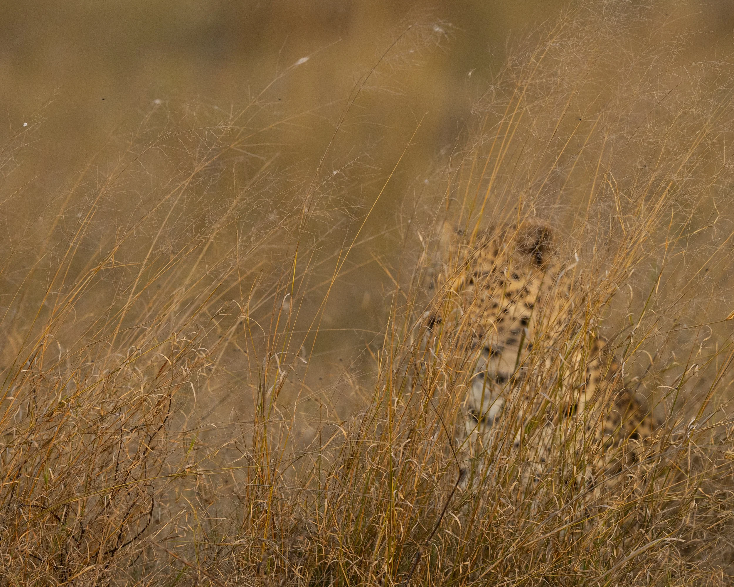 DSC_6506.jpg