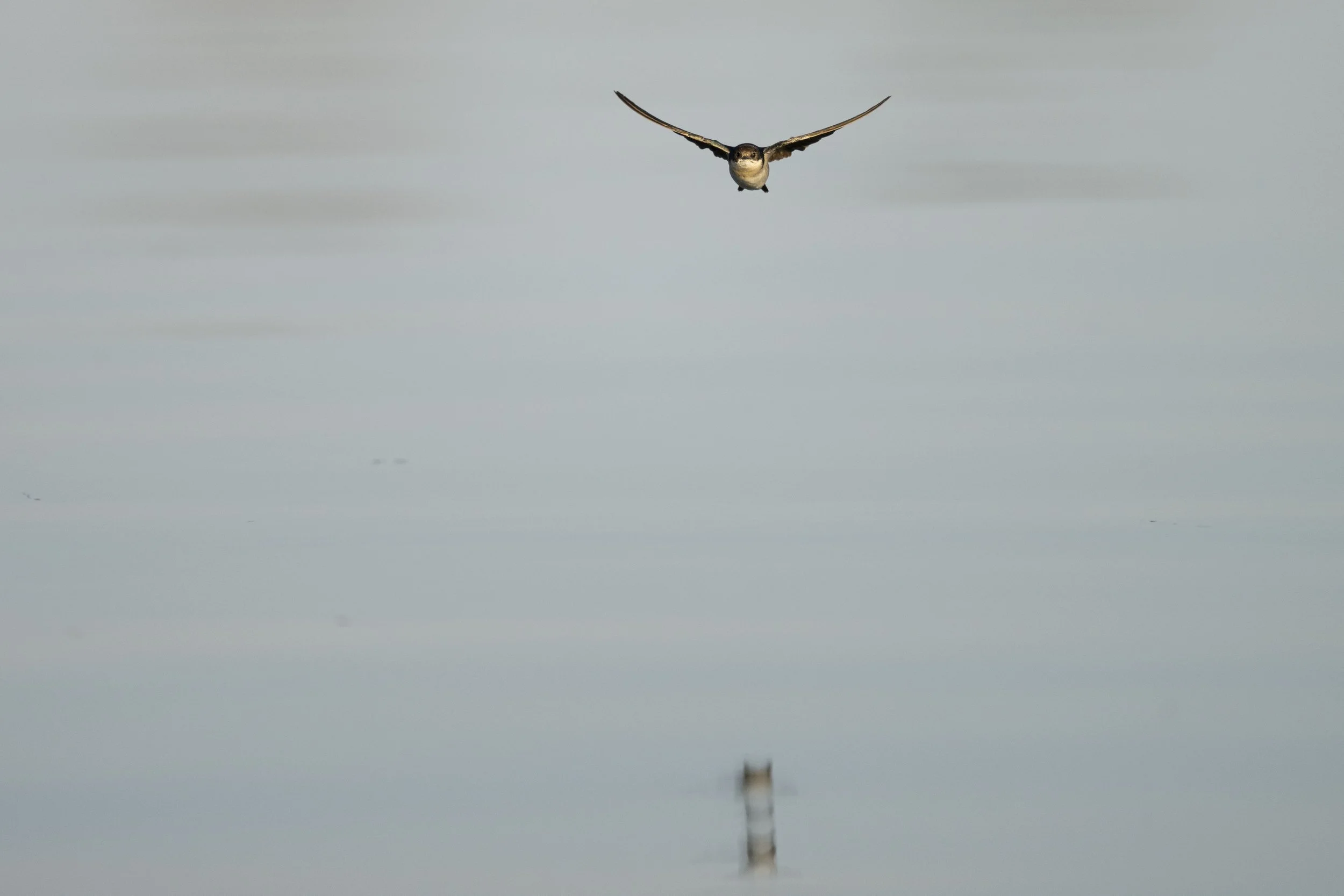 DSC_3937.jpg