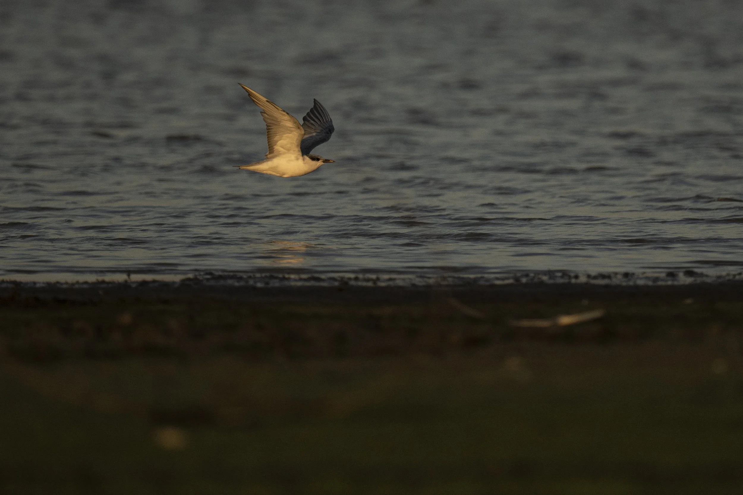 DSC_2270.jpg