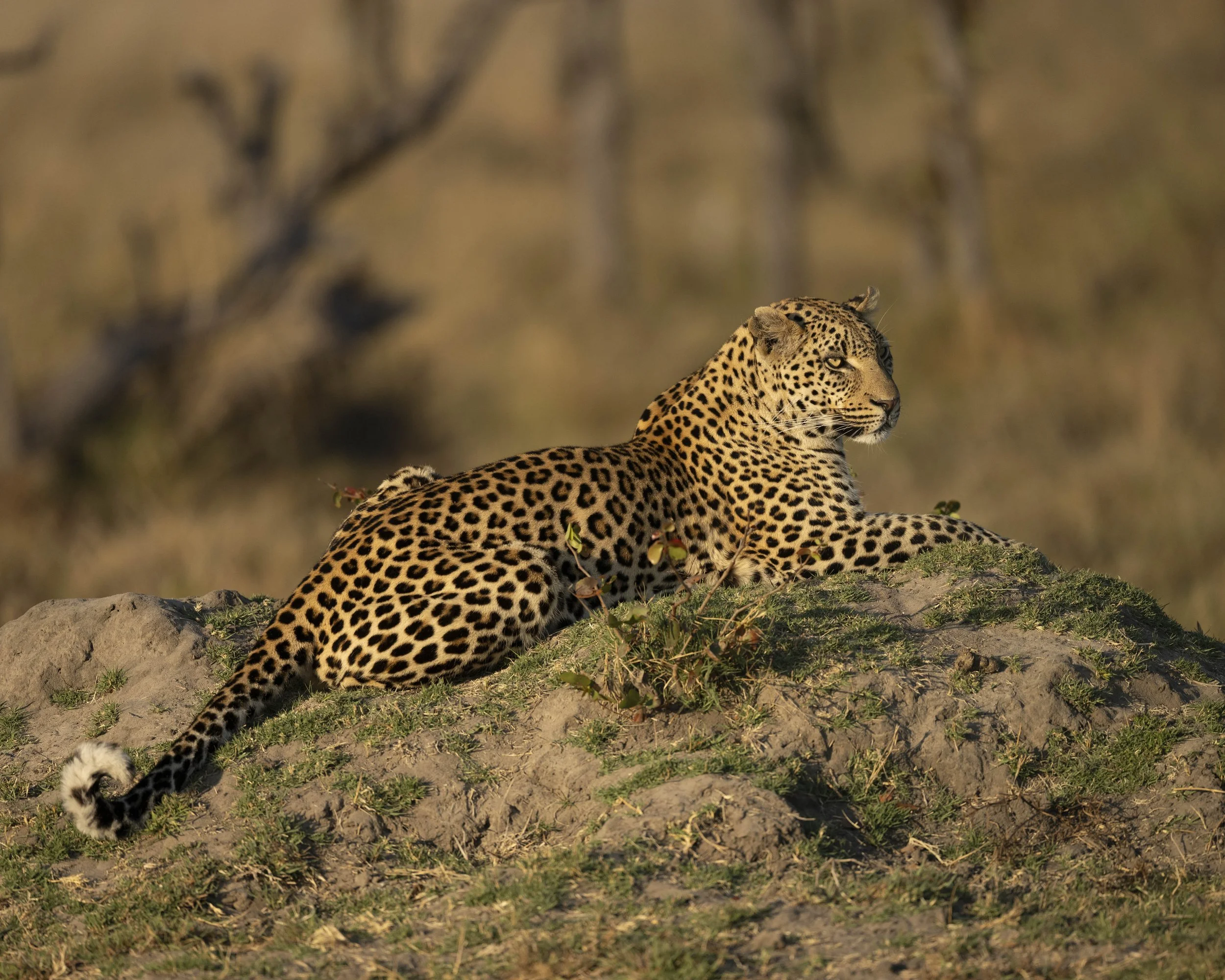 DSC_7201.jpg