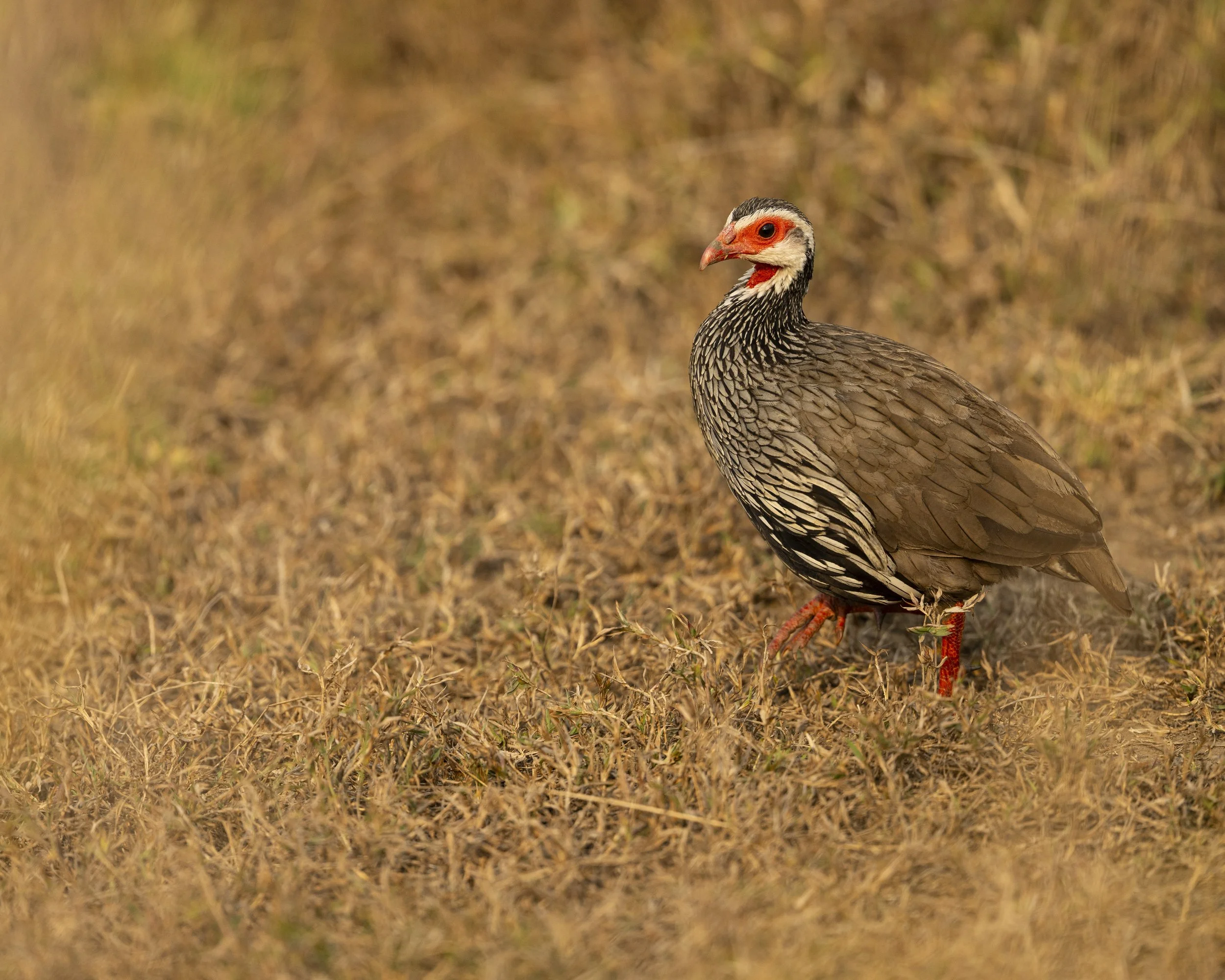 DSC_1861.jpg