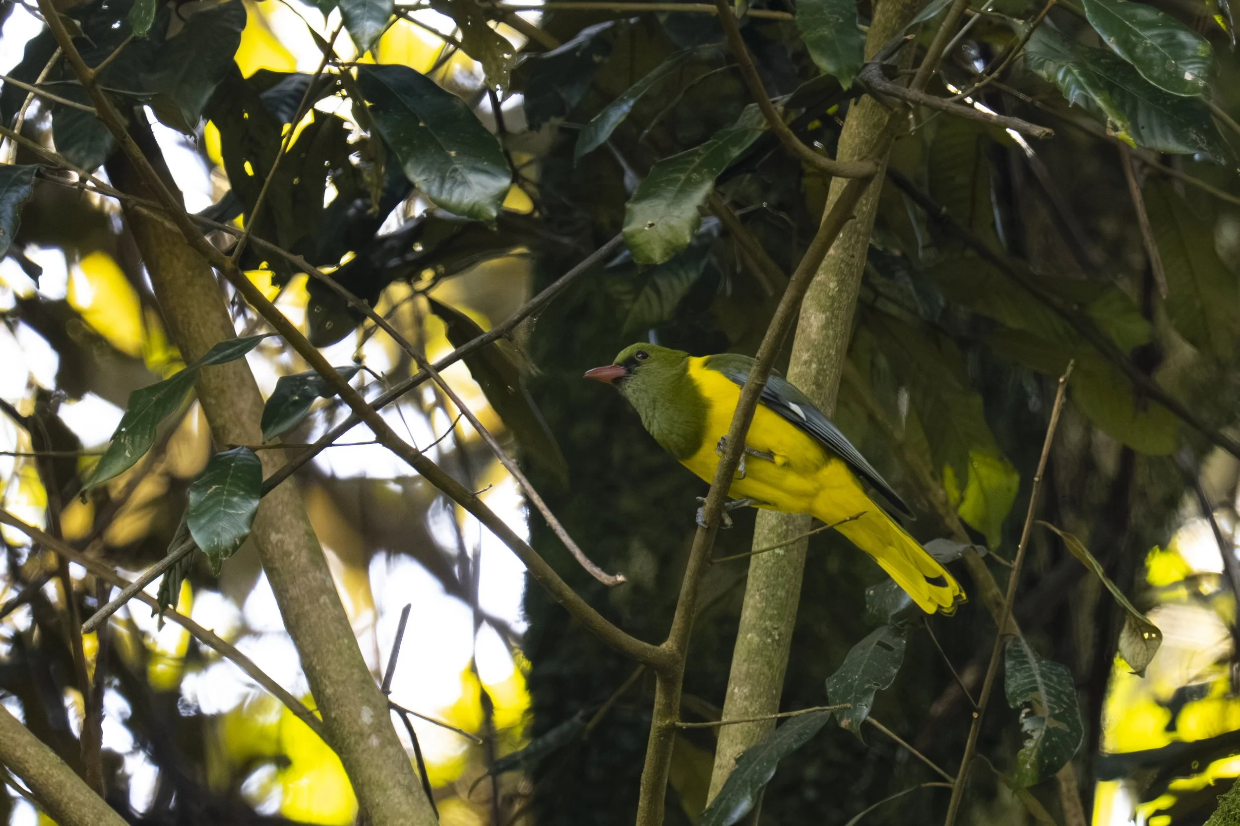 DSC_2083.jpg