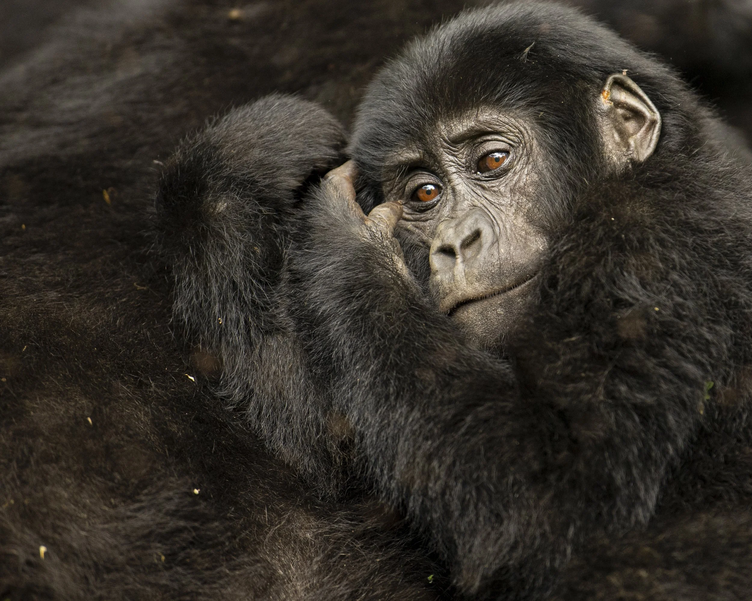 Gorilla_group400173 _.jpg