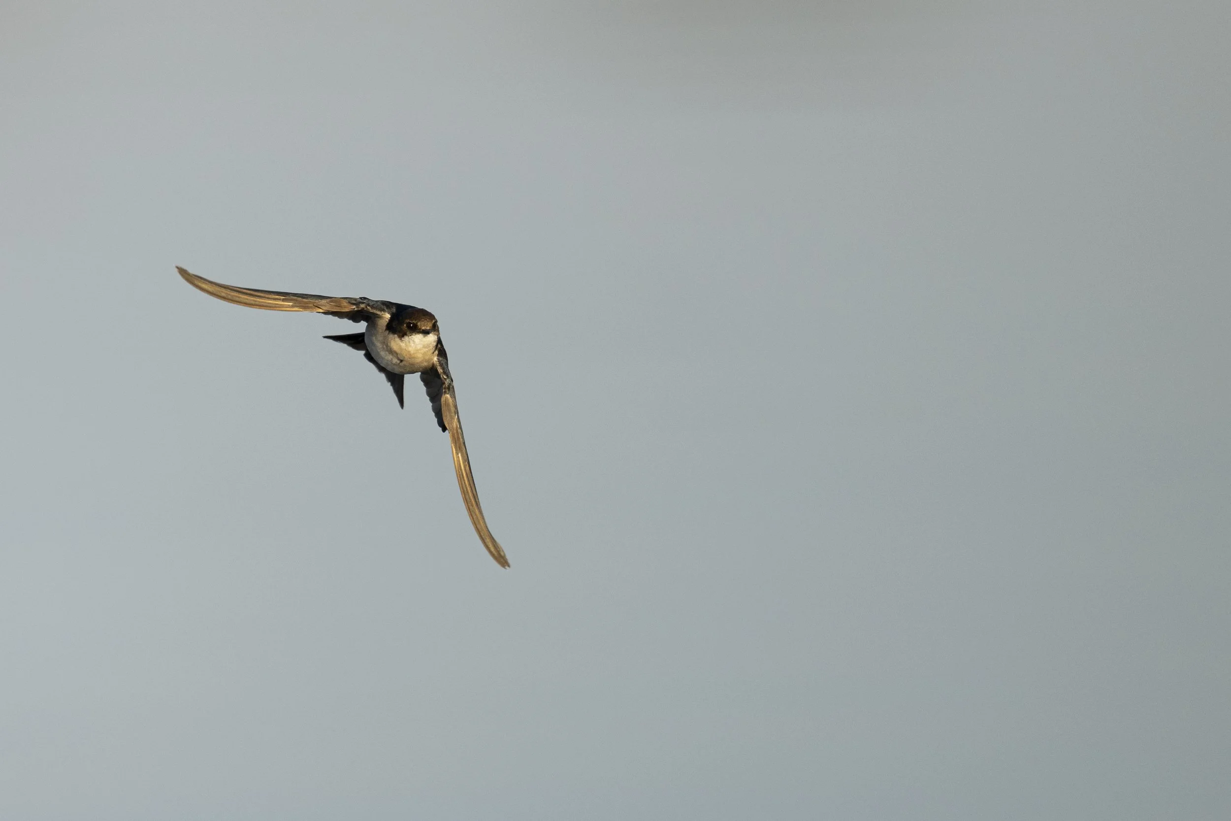 DSC_3973.jpg