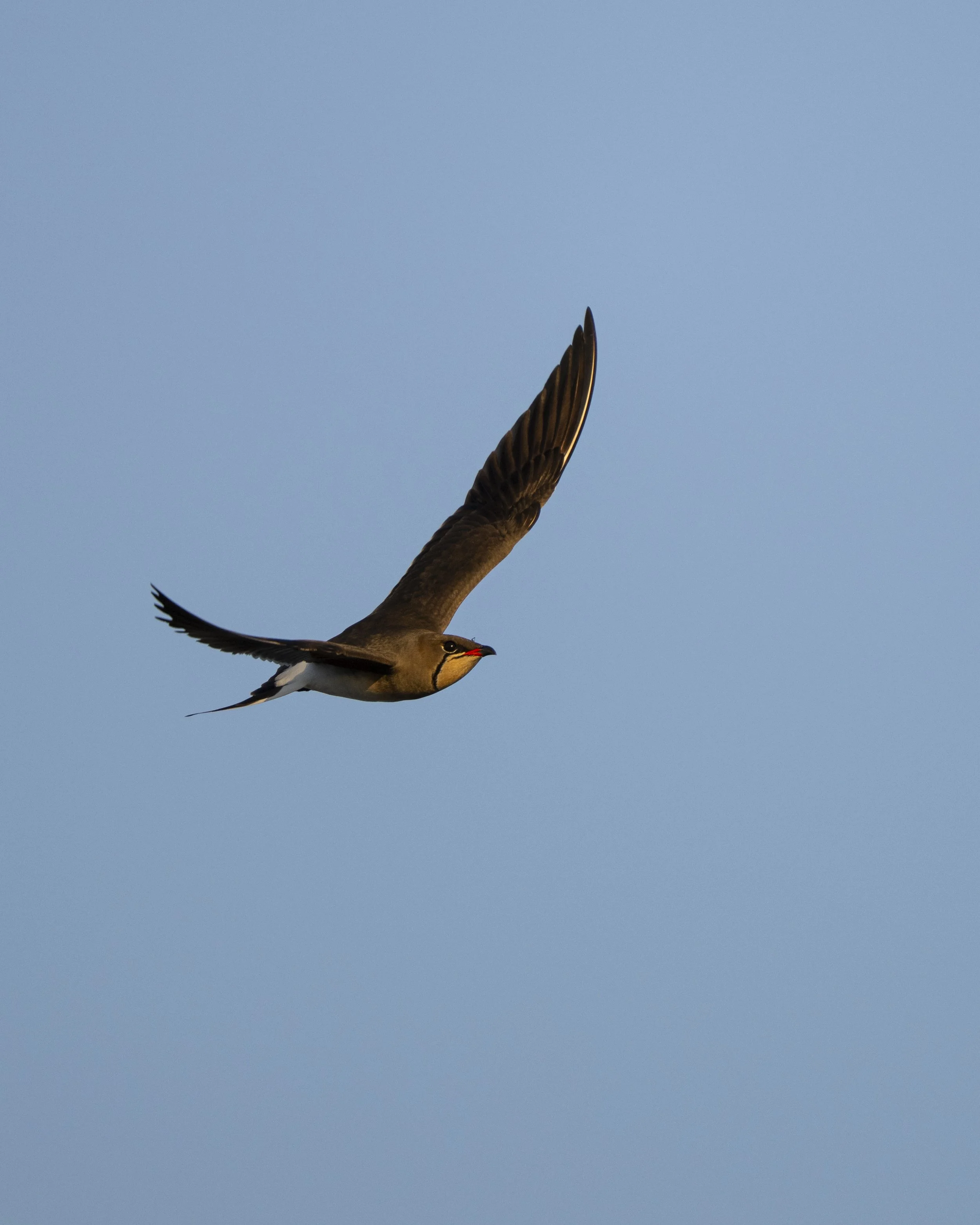 DSC_6476.jpg