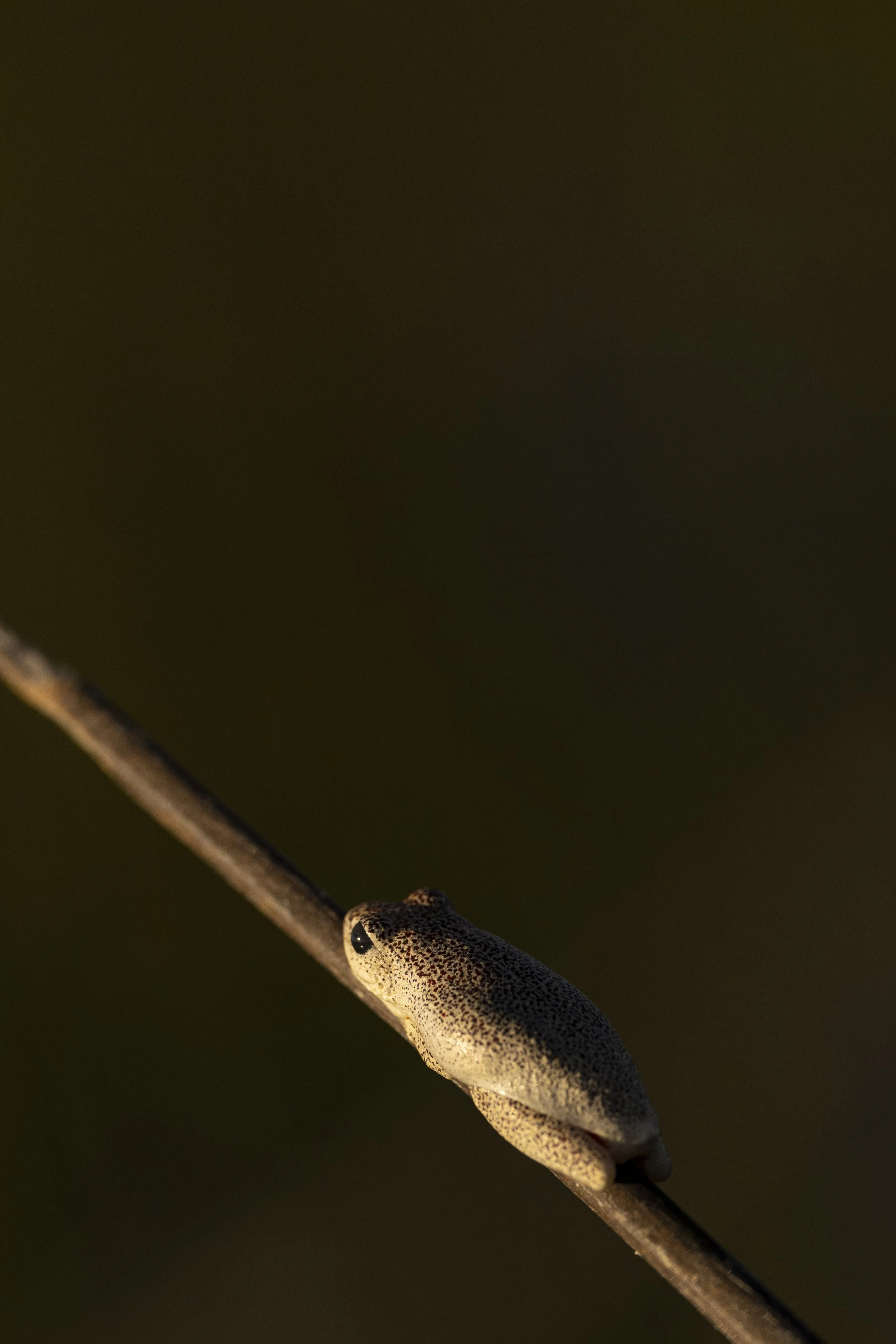 _DSC0771.jpg