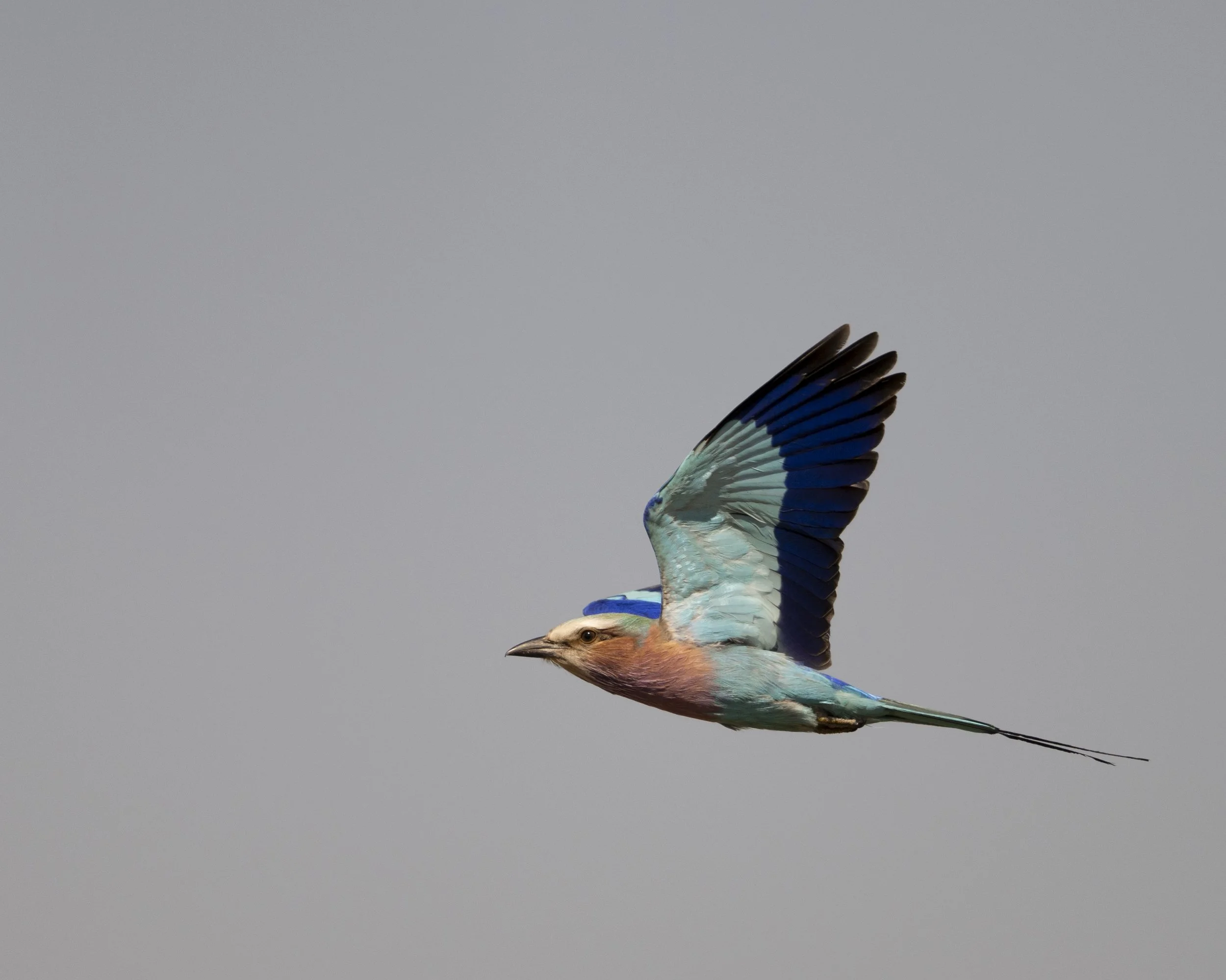DSC_8382.jpg