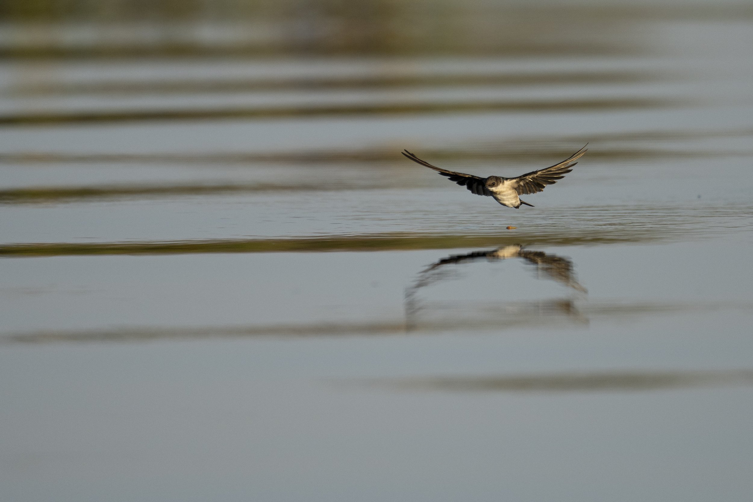 DSC_3452.jpg