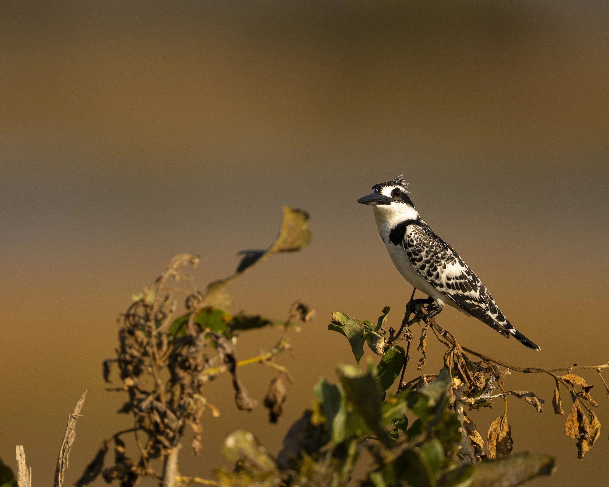 DSC_5639.jpg