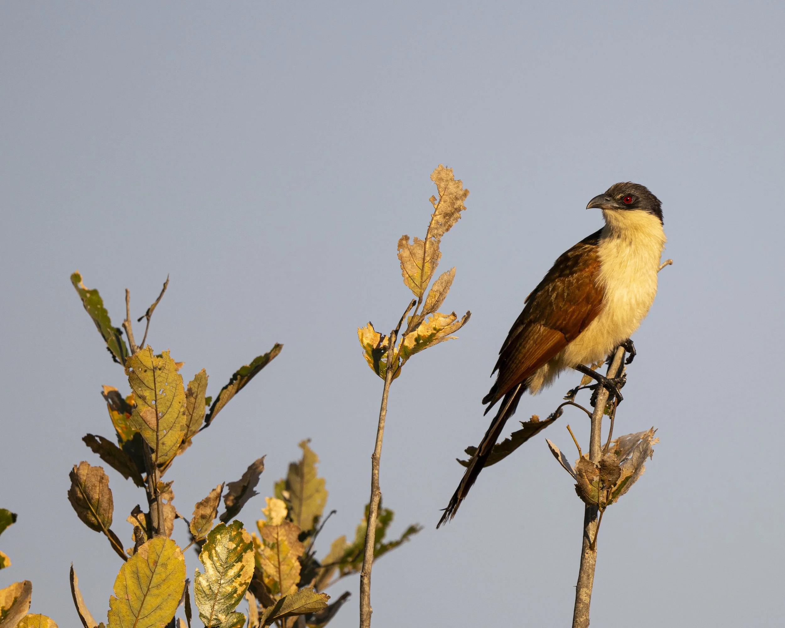 DSC_7929.jpg