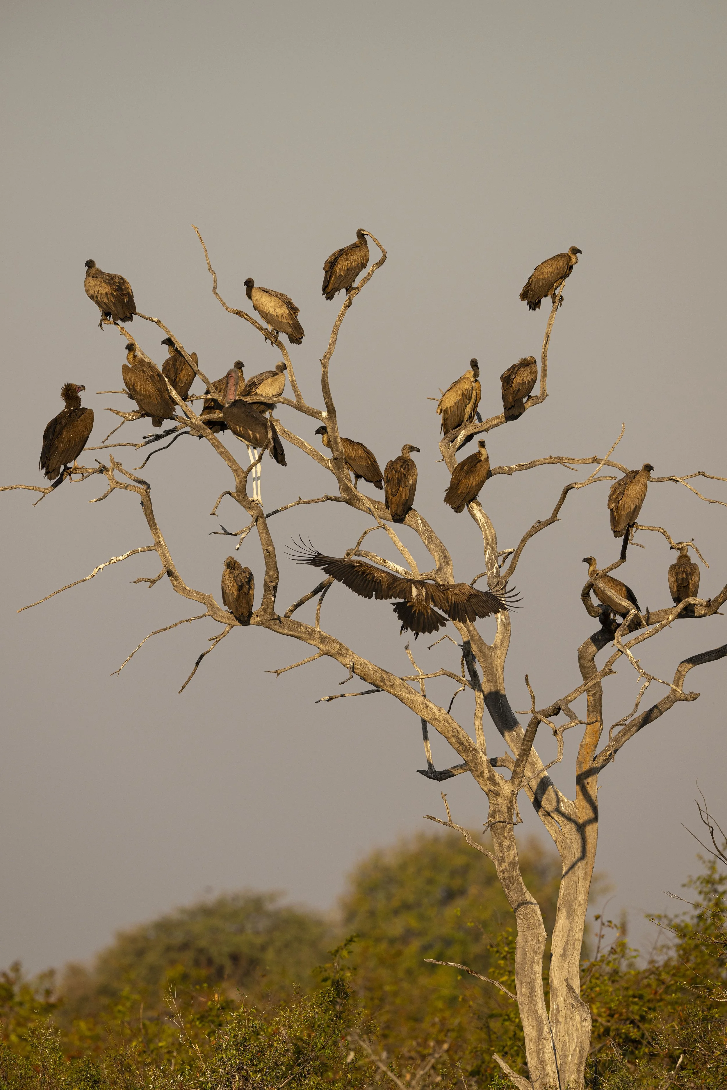 DSC_6008.jpg