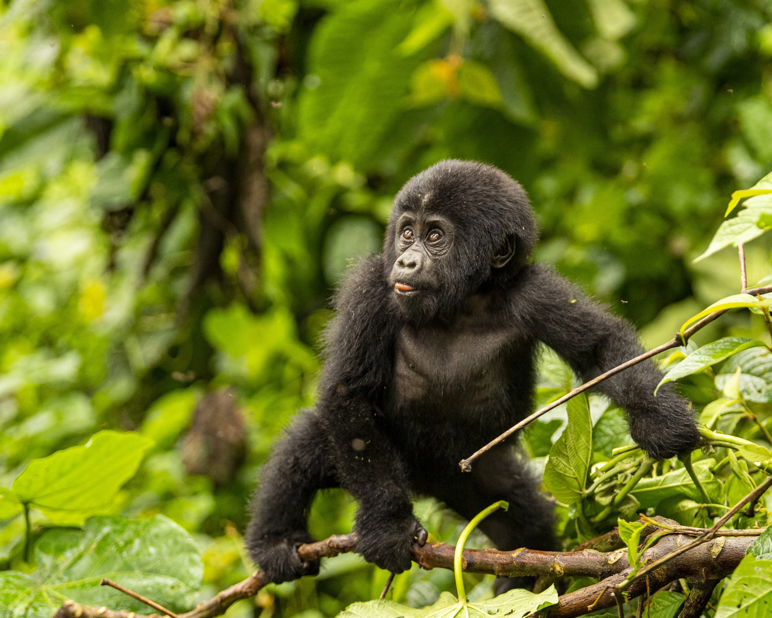 Gorilla_group202112 _.jpg