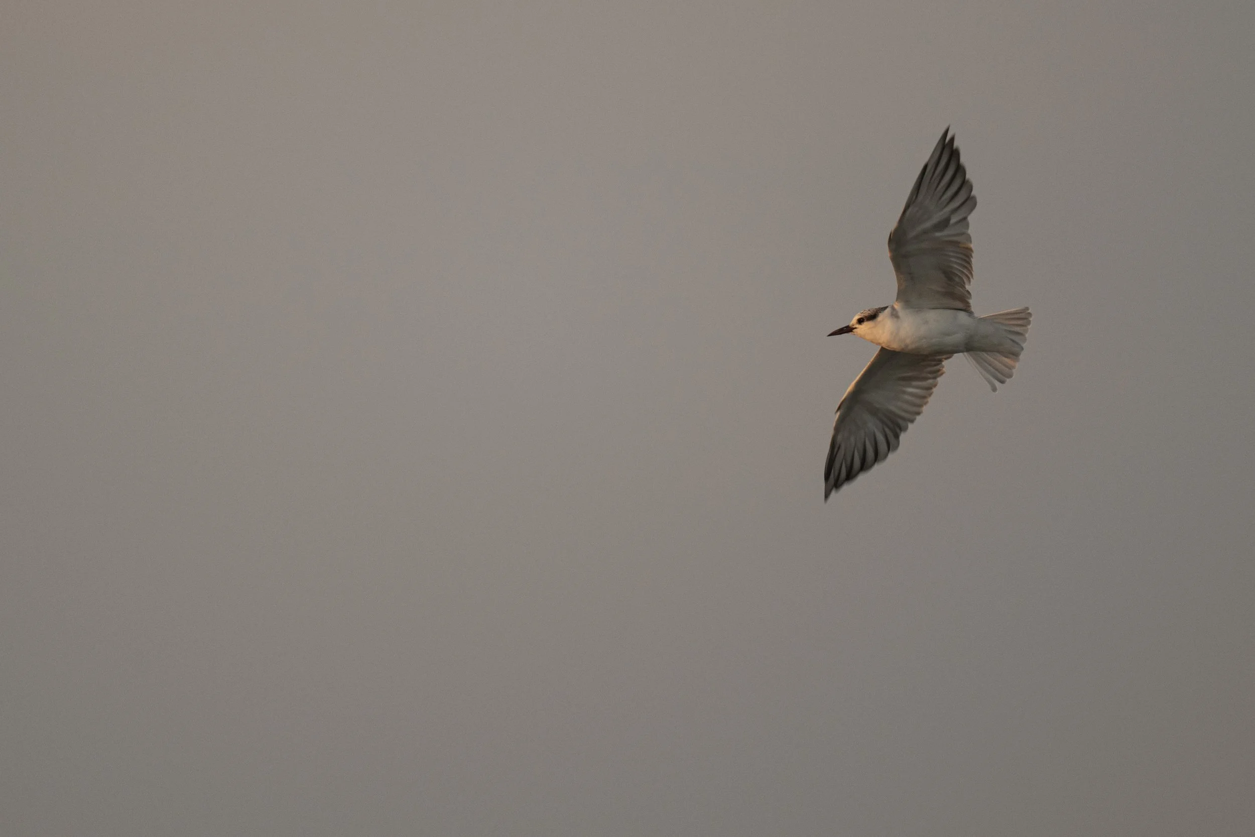 DSC_4182.jpg