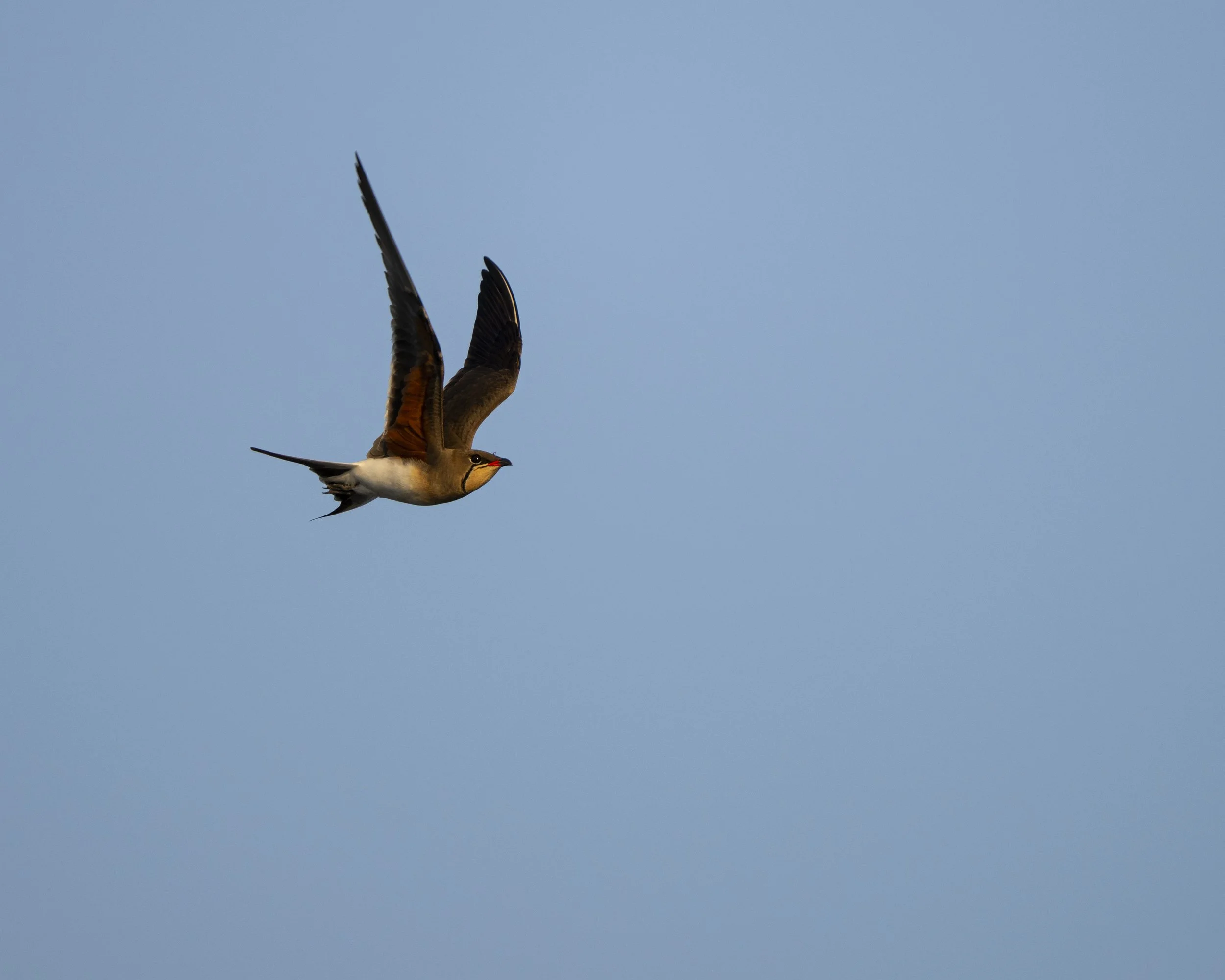 DSC_6475.jpg