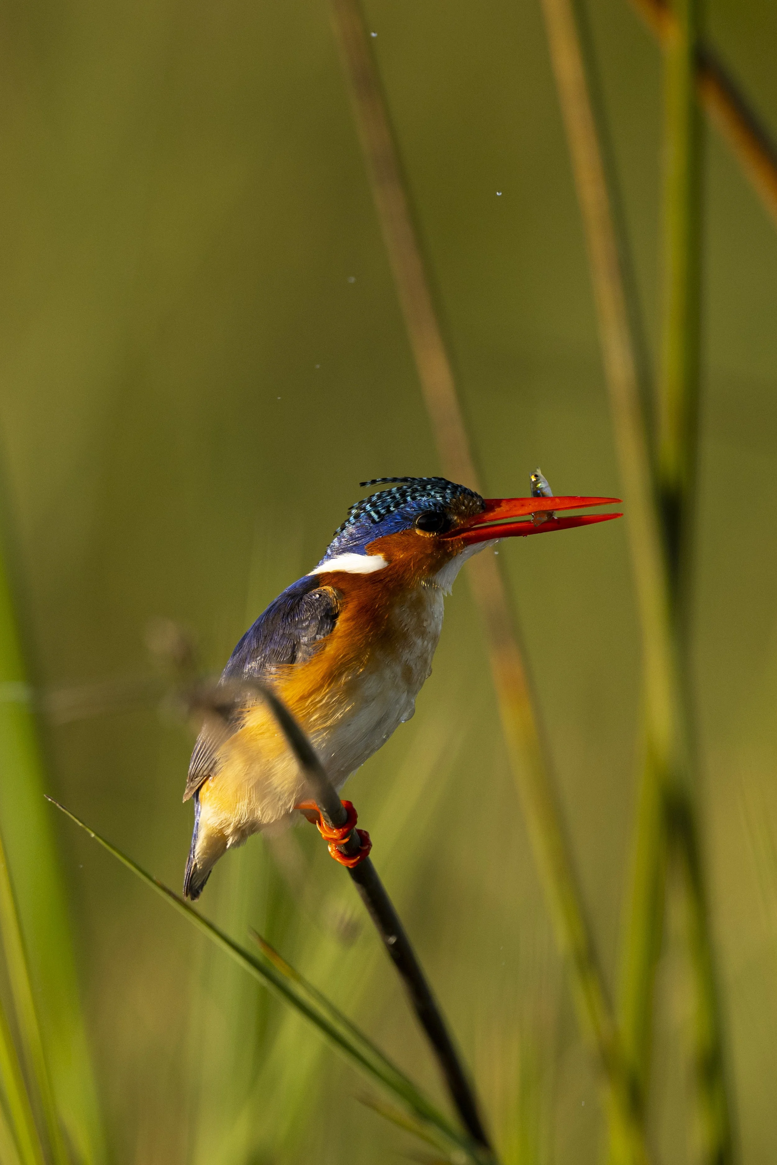 DSC_6011.jpg