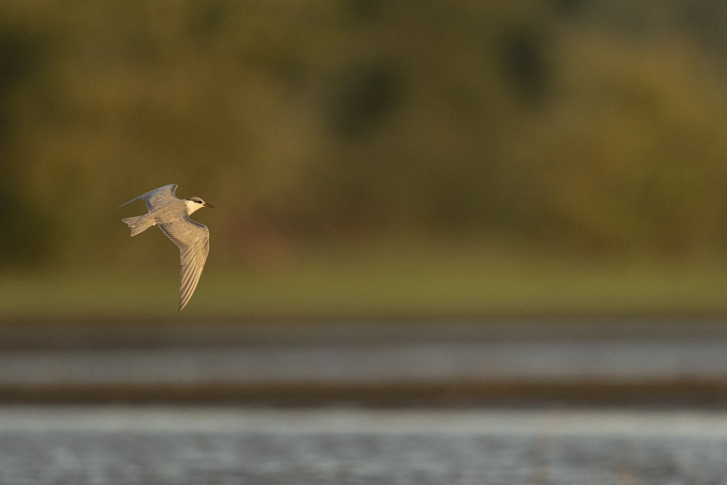 DSC_2403.jpg
