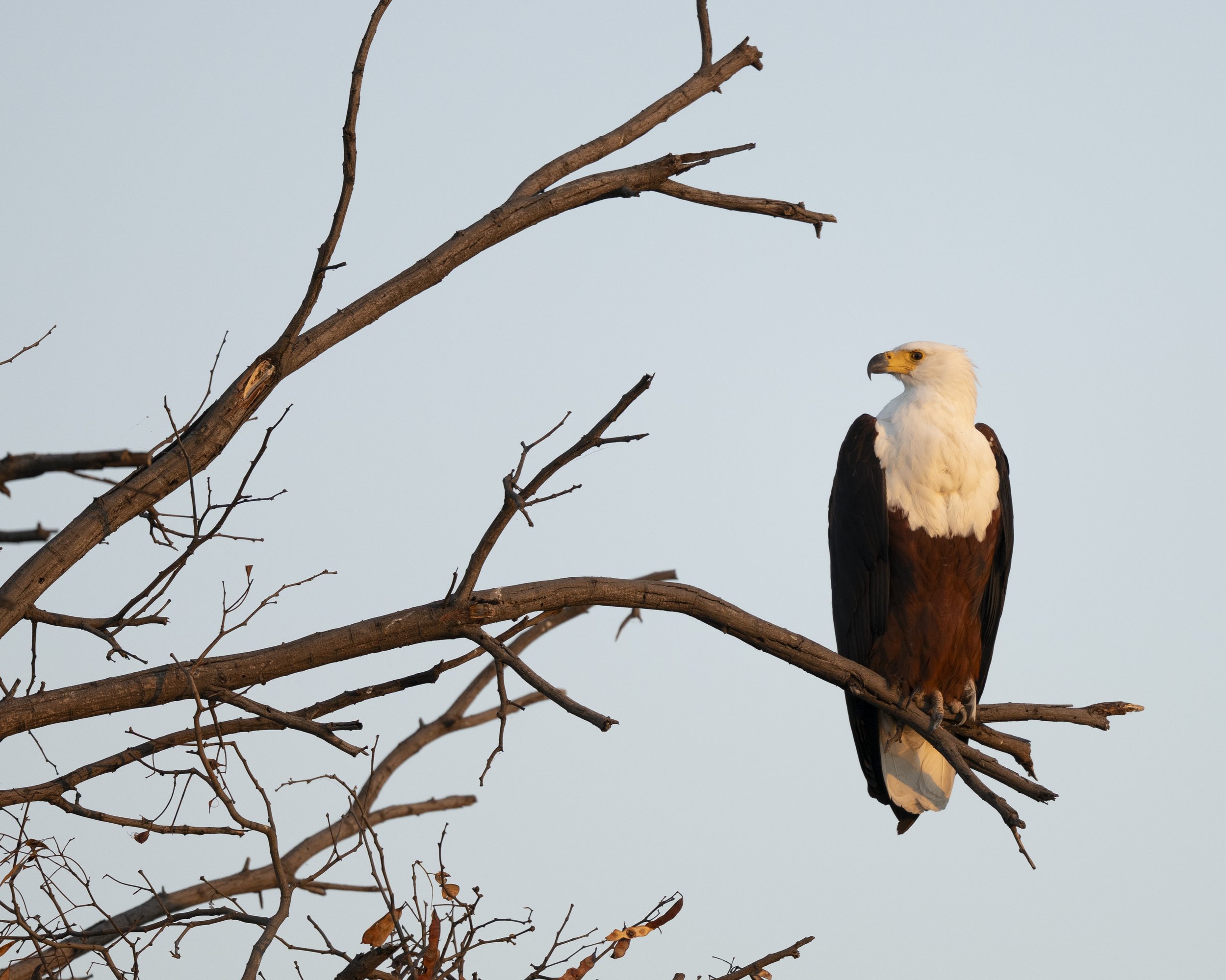 DSC_7106.jpg