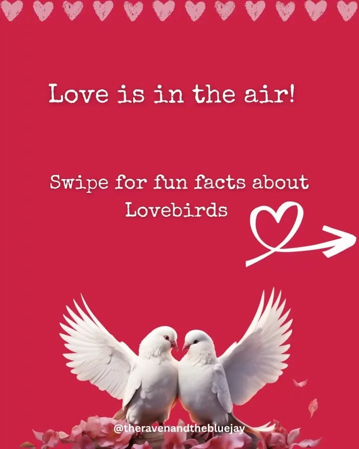 Some love stories don&rsquo;t need words&mdash;just wings. 🪽
Swipe to learn about the ultimate Valentine&rsquo;s Day birds: Lovebirds! ❤️🐦

Source: @smithsonian 

The birds are also featured in children&rsquo;s book #TheRavenandtheBlueJay. 

📚Tap 