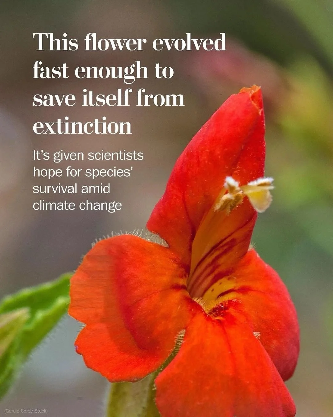 the staggering wonder of nature, of the will to live 🌱 from @postclimate &ldquo;The scarlet monkeyflower&rsquo;s rapid adaptation to drought has given some scientists hope for species&rsquo; survival amid climate change.
&ldquo;Given this drought wa