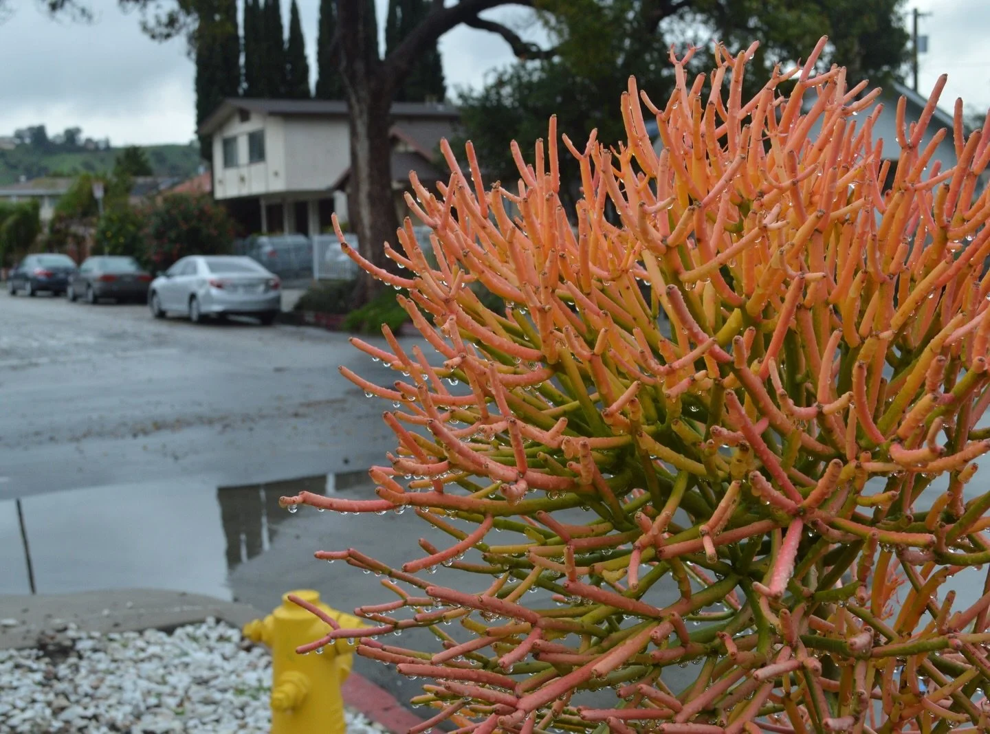 a moment of everyday awe: the uncanny way LA turns ultraviolet after a rain