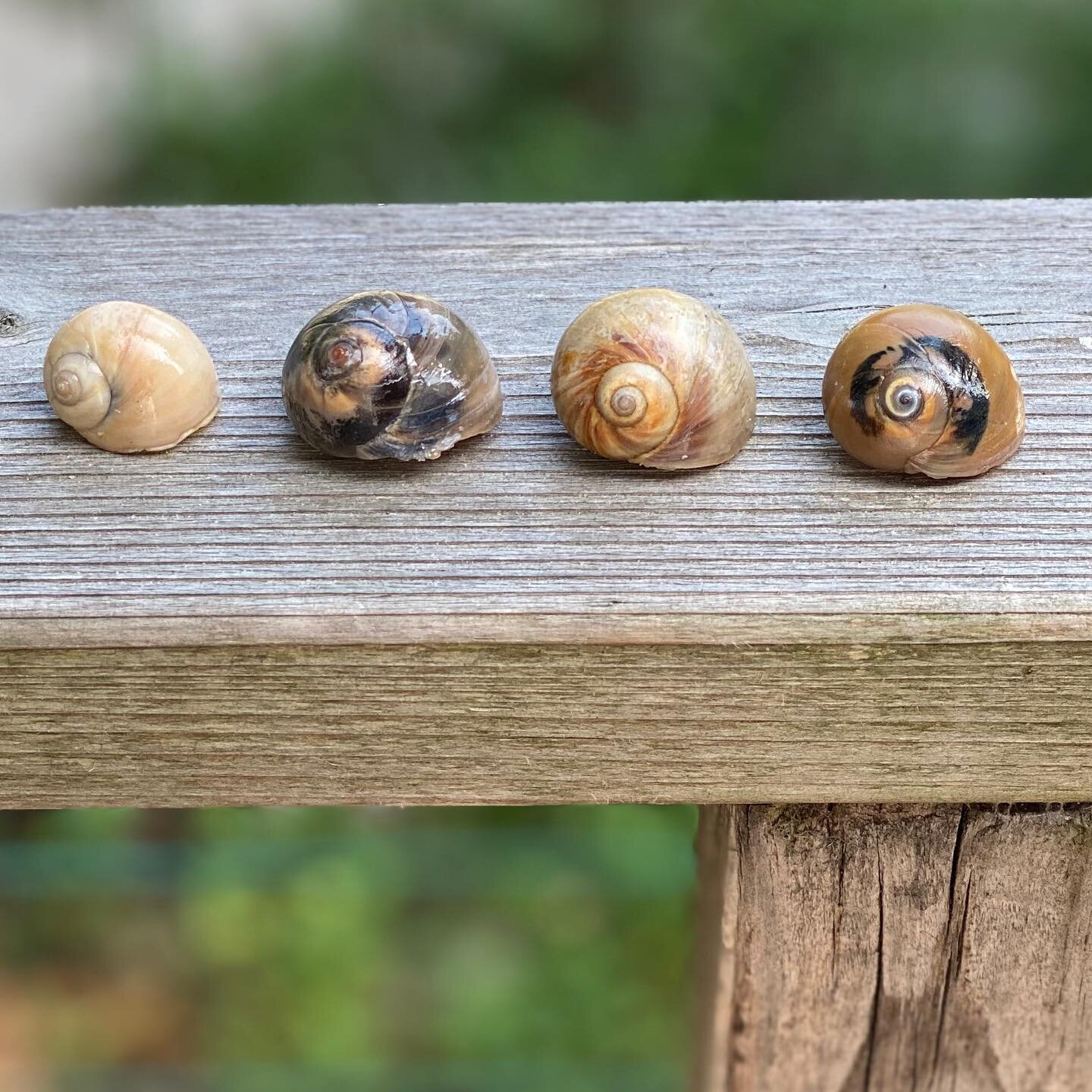 The four snail shells of the apocalypse