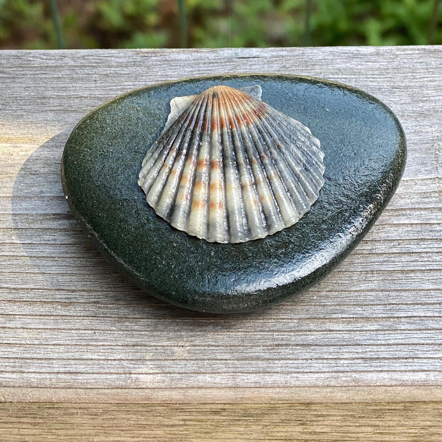A beautiful bay scallop shell