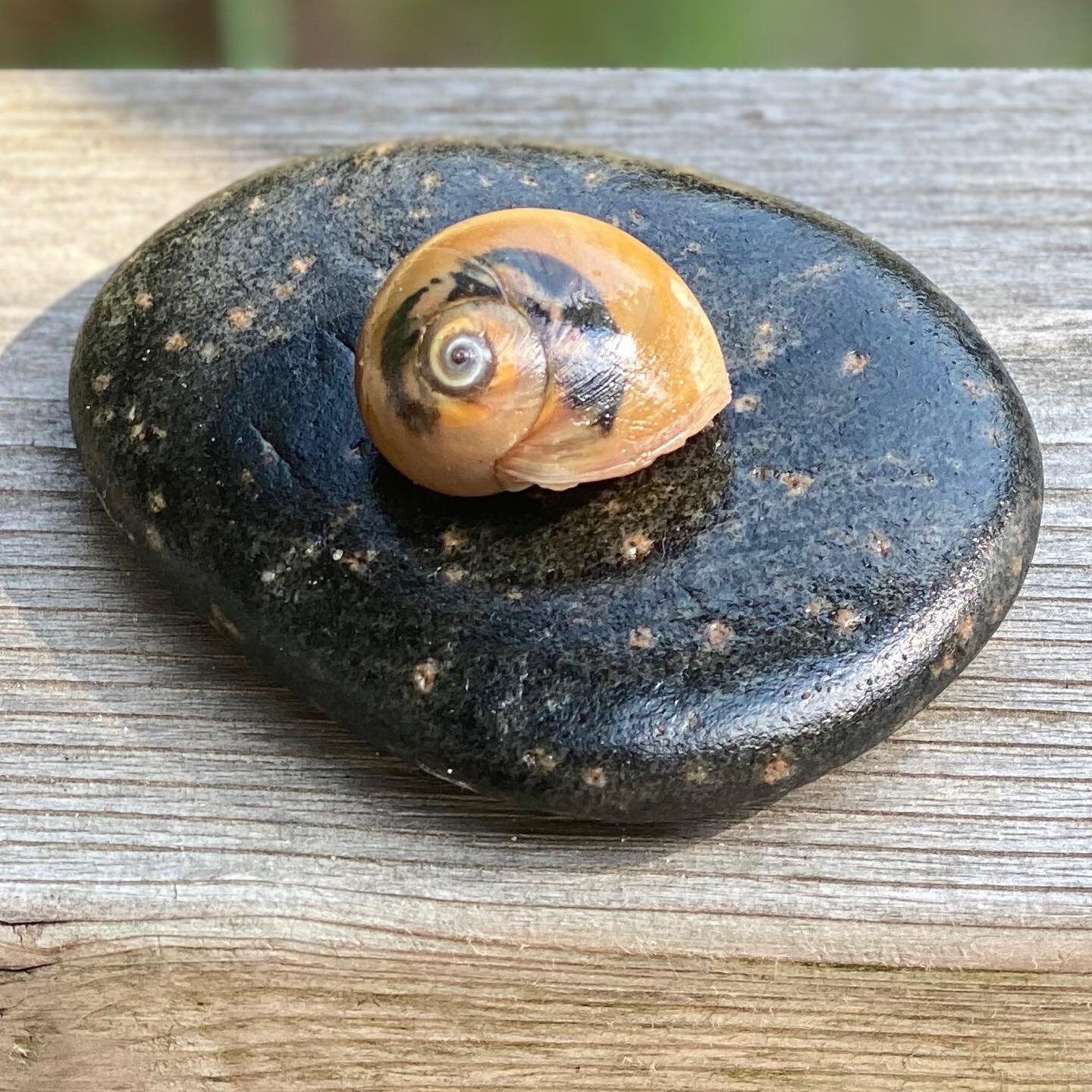 Sharks eye snail