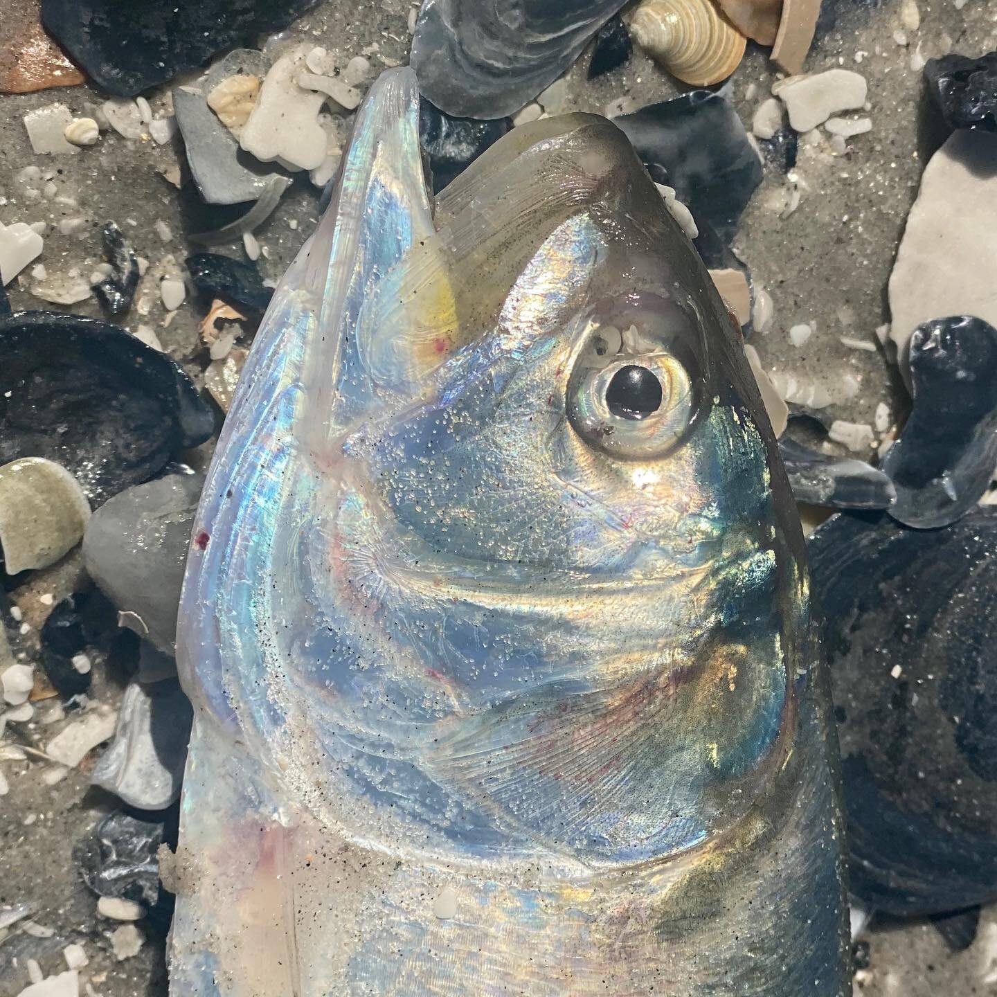 An ex-Menhaden (also known as a Bunker) washed up at my feet