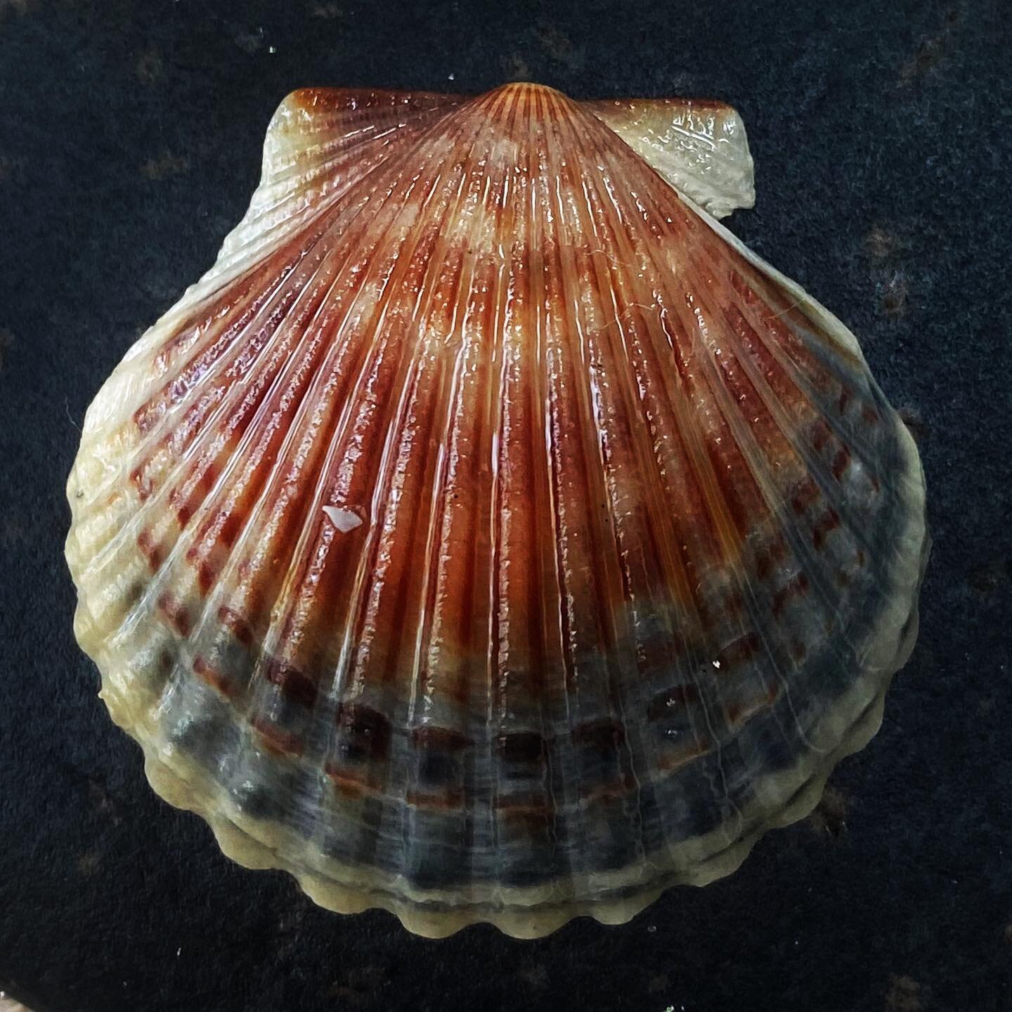 Atlantic Bay Scallop shell