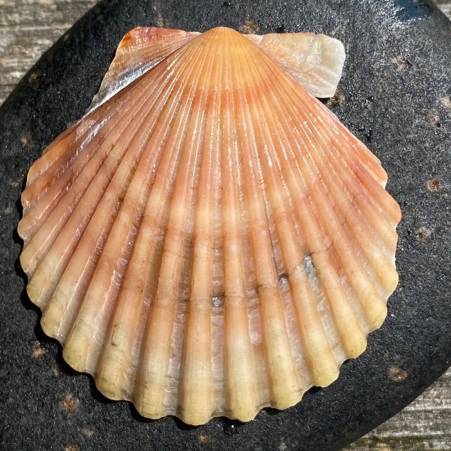 The last scallop of August