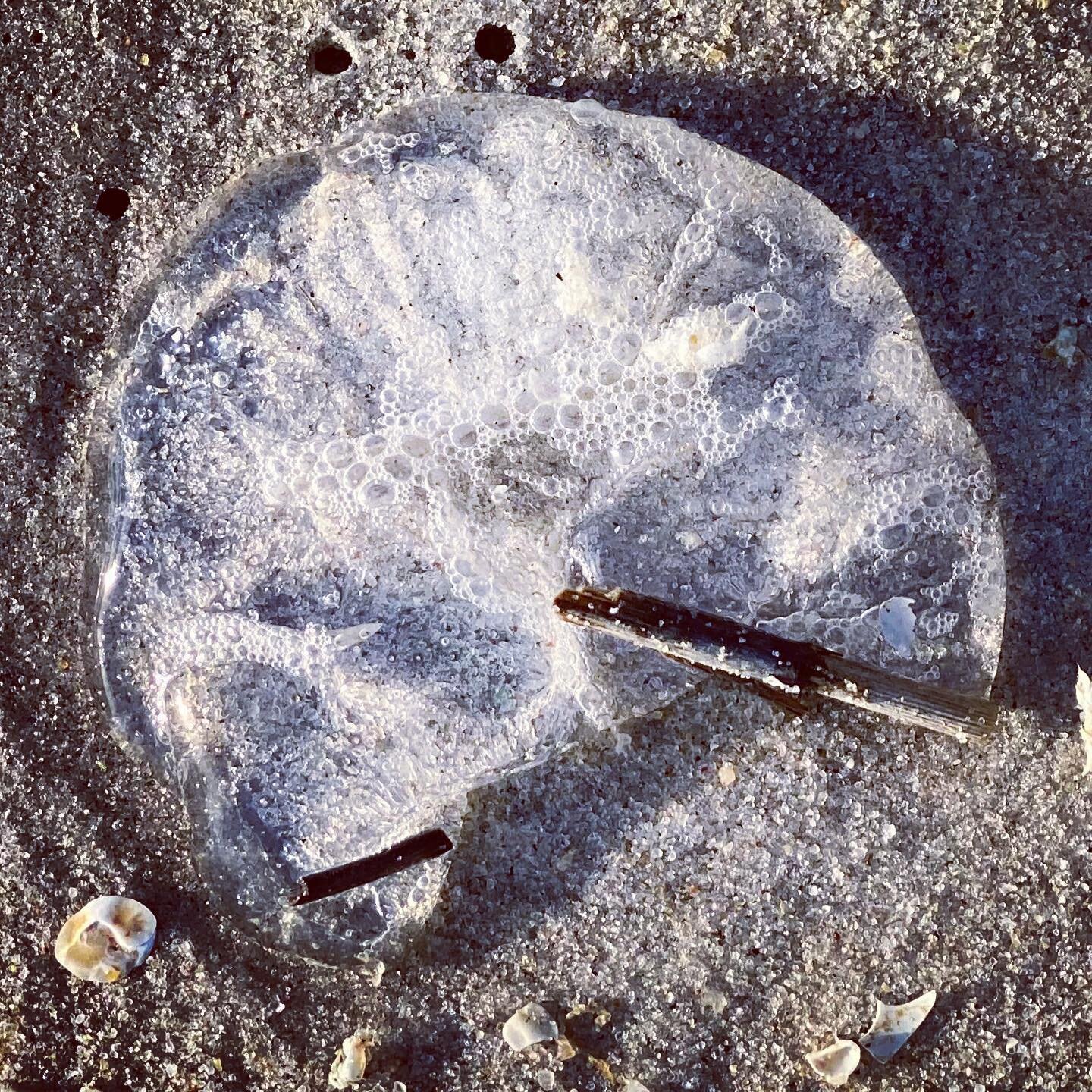 Jellyfish fragment