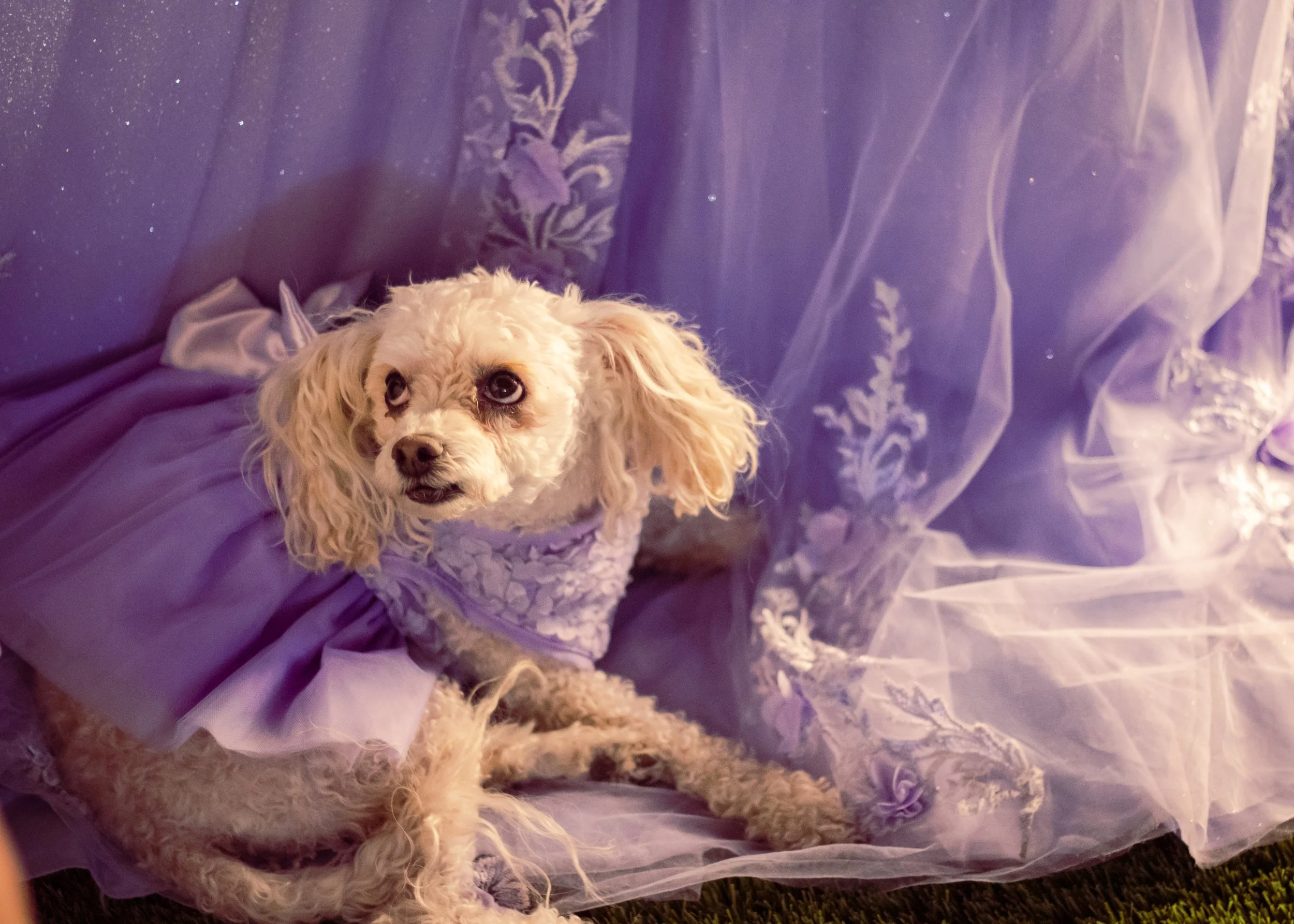 A small, curly-haired dog with light fur, wearing a lavender dress, sitting on a purple, frilly fabric backdrop.