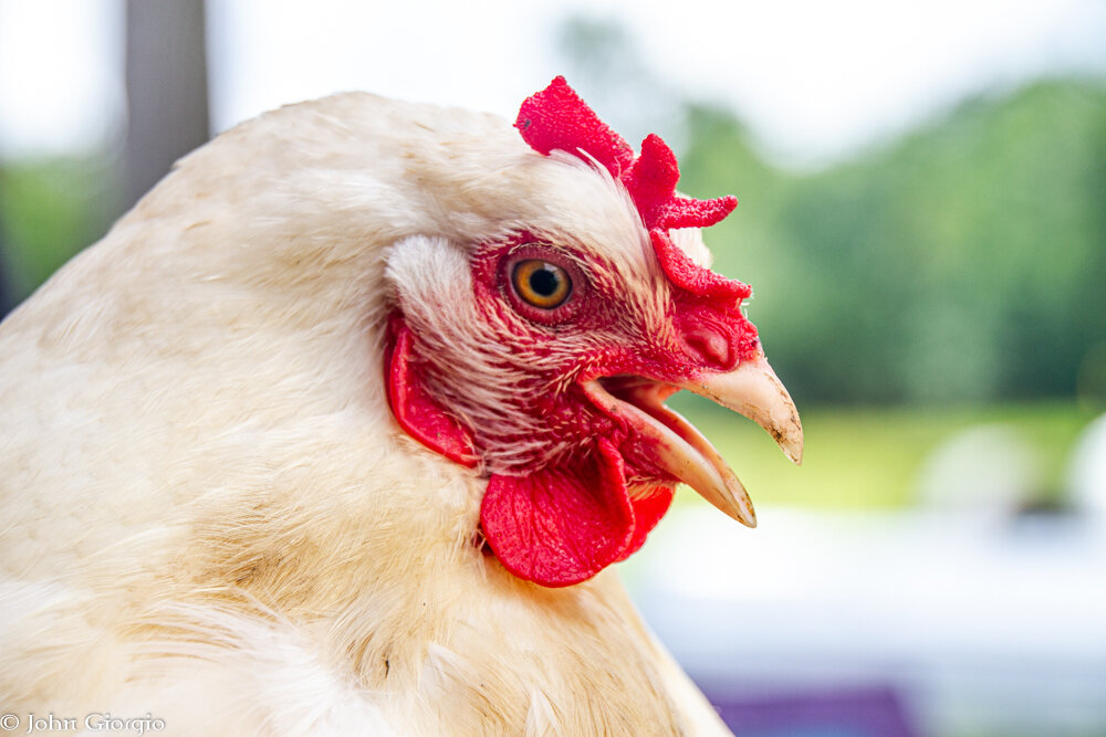 Floof is one of our original chickens. She is a white cochin, and one day she wasn’t feeling so good. We took her in, cleaned her up, and kept her inside for a few days. She was getting lonely, but wasn’t ready to return to her coop. We put her