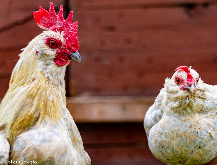 R/T and Princess Hellcat are our porcelain d’uccle bantams. As fierce as her name is, Princess is very dainty and sweet and R./T protects his flock well! We hope they will bring us some more porcelains in the future.