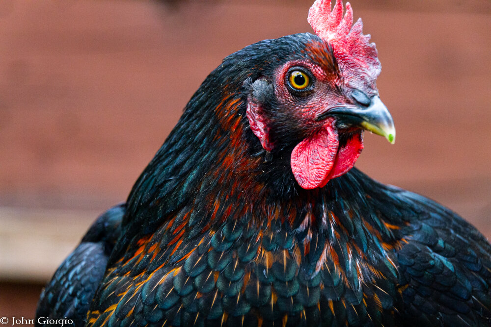 Kylo Hen is one of the first baby chicks to grow up on our farm. She is a black sex link and lays some beautiful brown eggs. She has a great personality and is always up for a snuggle.