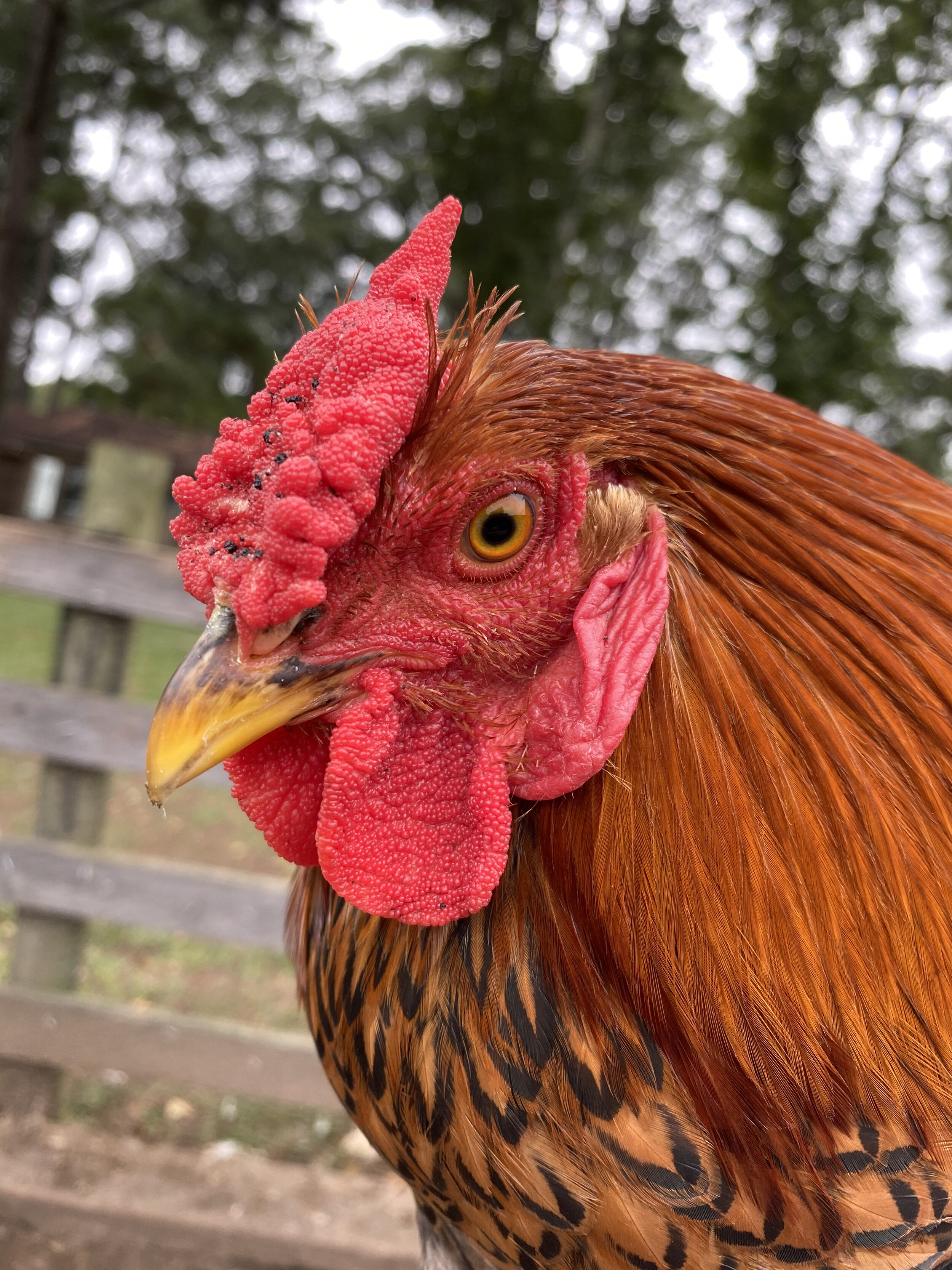 Arby came to us from a friend of a friend’s flock. We were going to just foster him until he could find a new home (he was a bit noisy for his previous home), but he has such a great disposition and he is so gorgeous we decided to let him join our