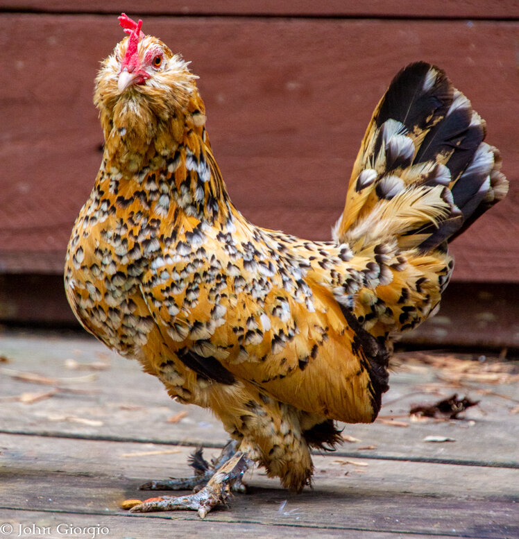 We call her La Soeur de Mille, as she is Momma Mille’s “sister” (we have no idea if they are actually related).
