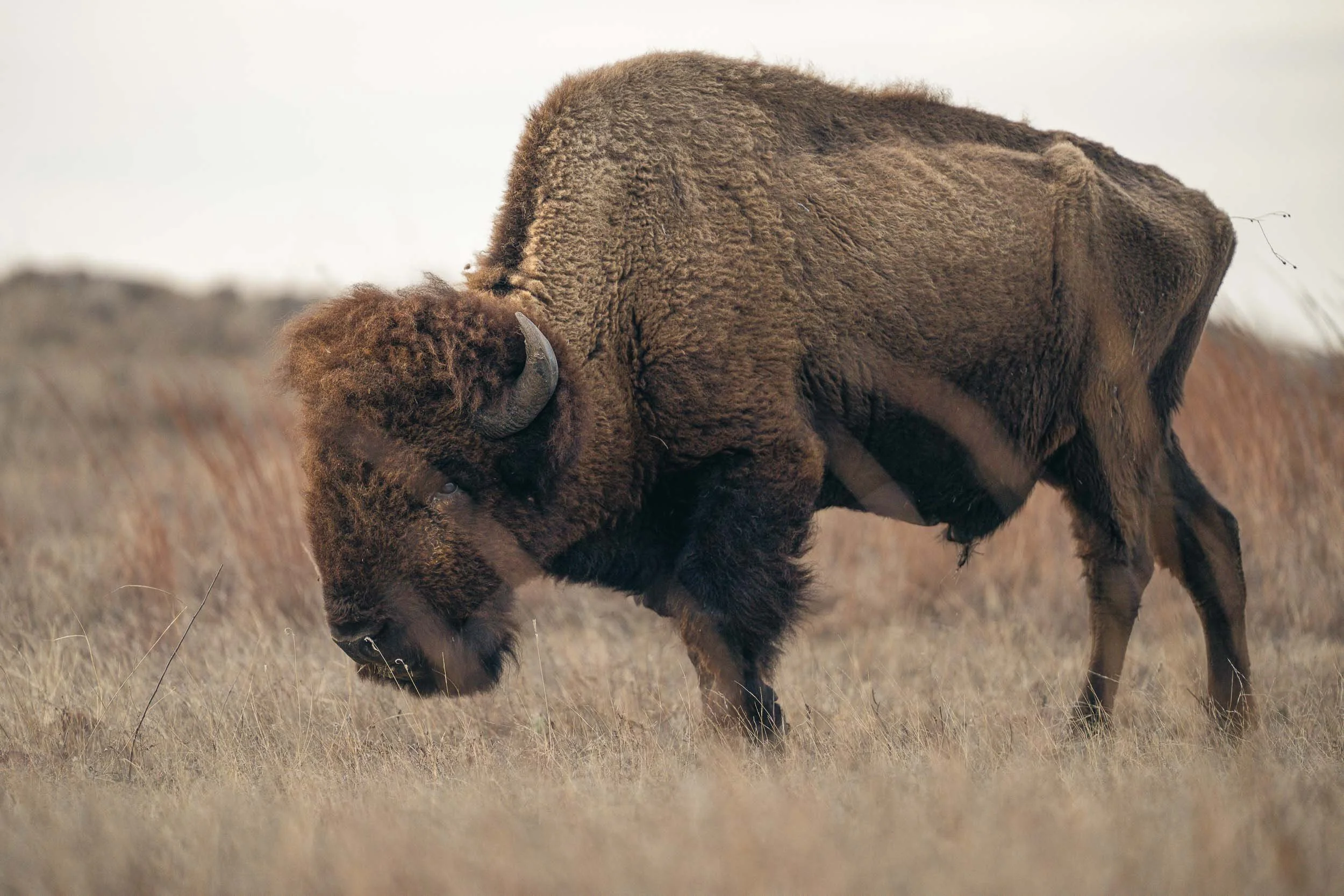 Bison, Oklahoma, Wichita Mountains Wildlife Refuge-504842.jpg