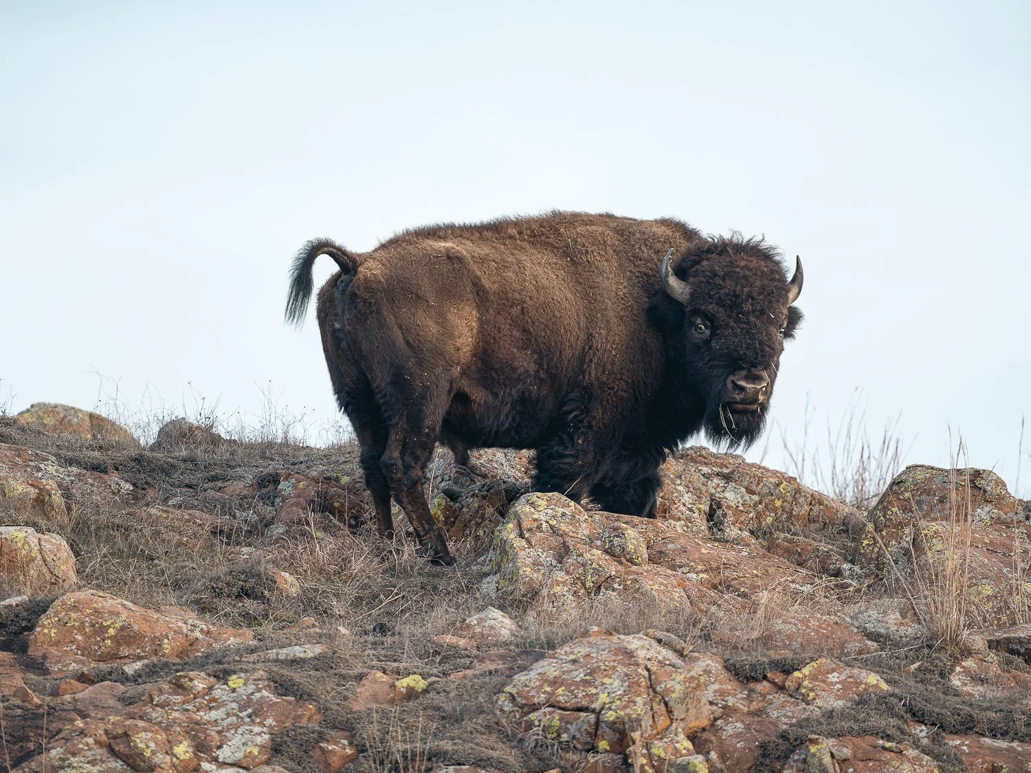 Bison, Oklahoma, Wichita Mountains Wildlife Refuge-7401475.jpg