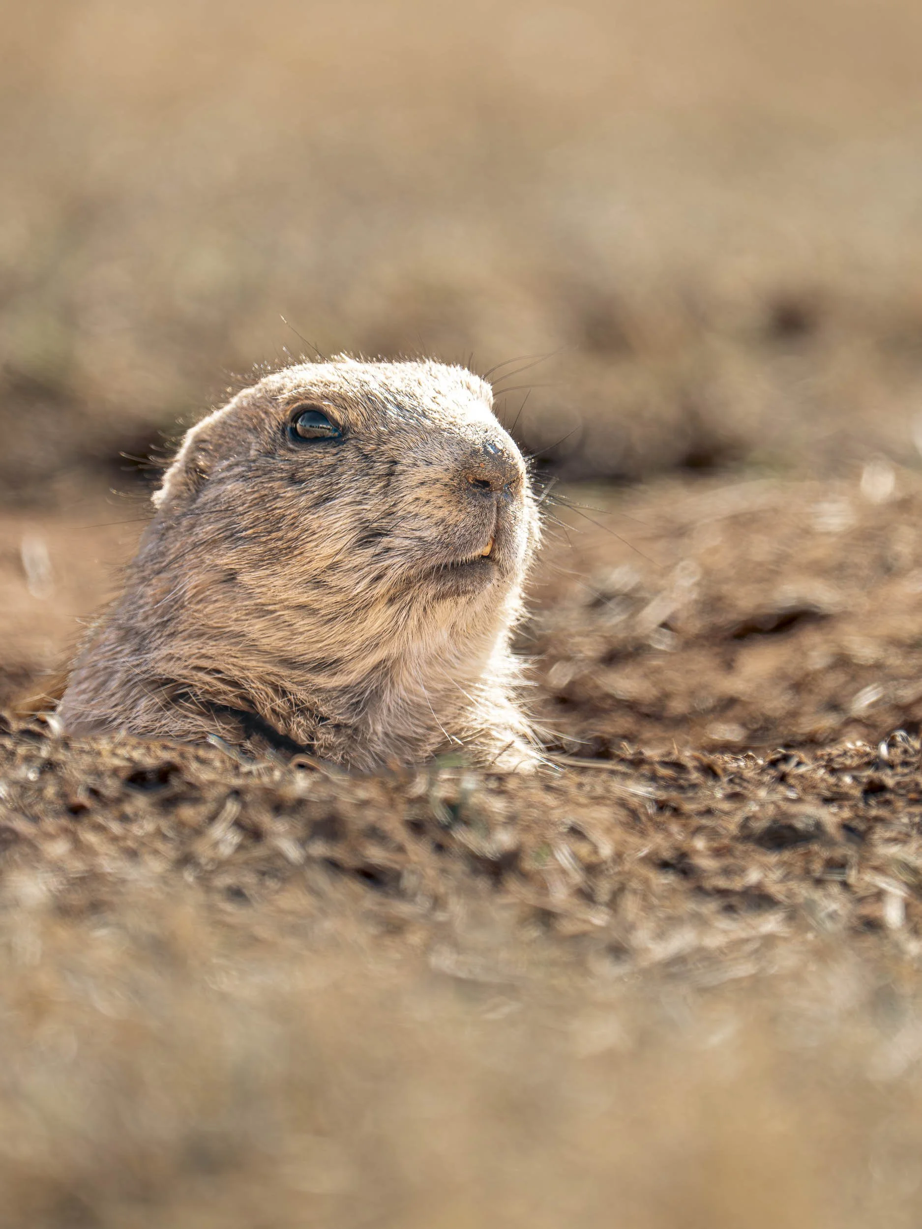 Oklahoma, Wichita Mountains Wildlife Refuge-504623.jpg