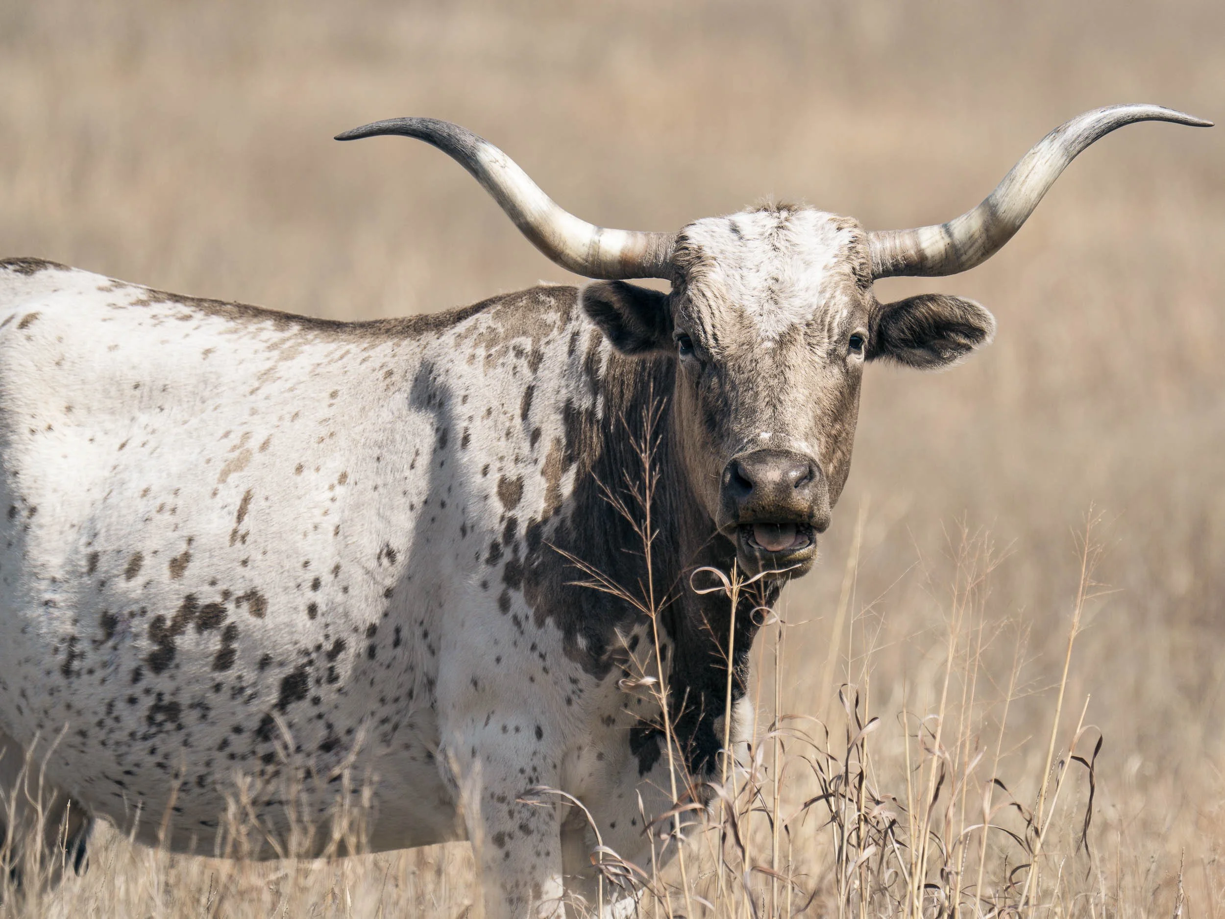 Bison, Oklahoma, Wichita Mountains Wildlife Refuge-504939.jpg