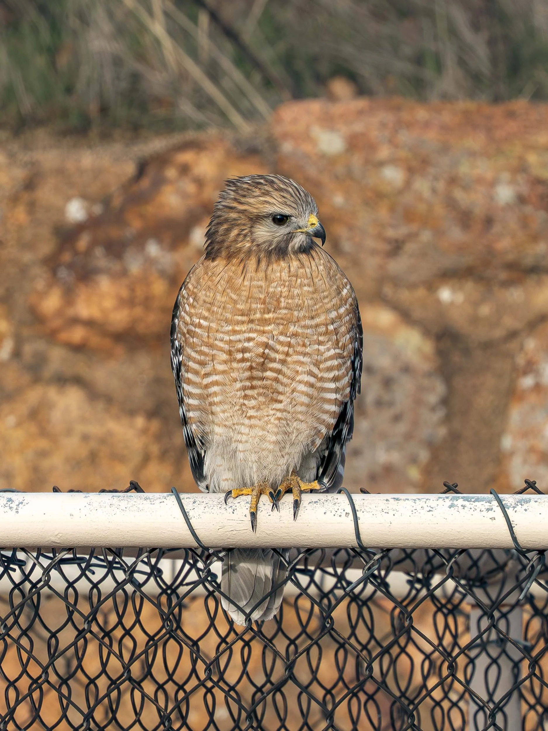 Birds of Prey, Oklahoma, Wichita Mountains Wildlife Refuge-505113.jpg