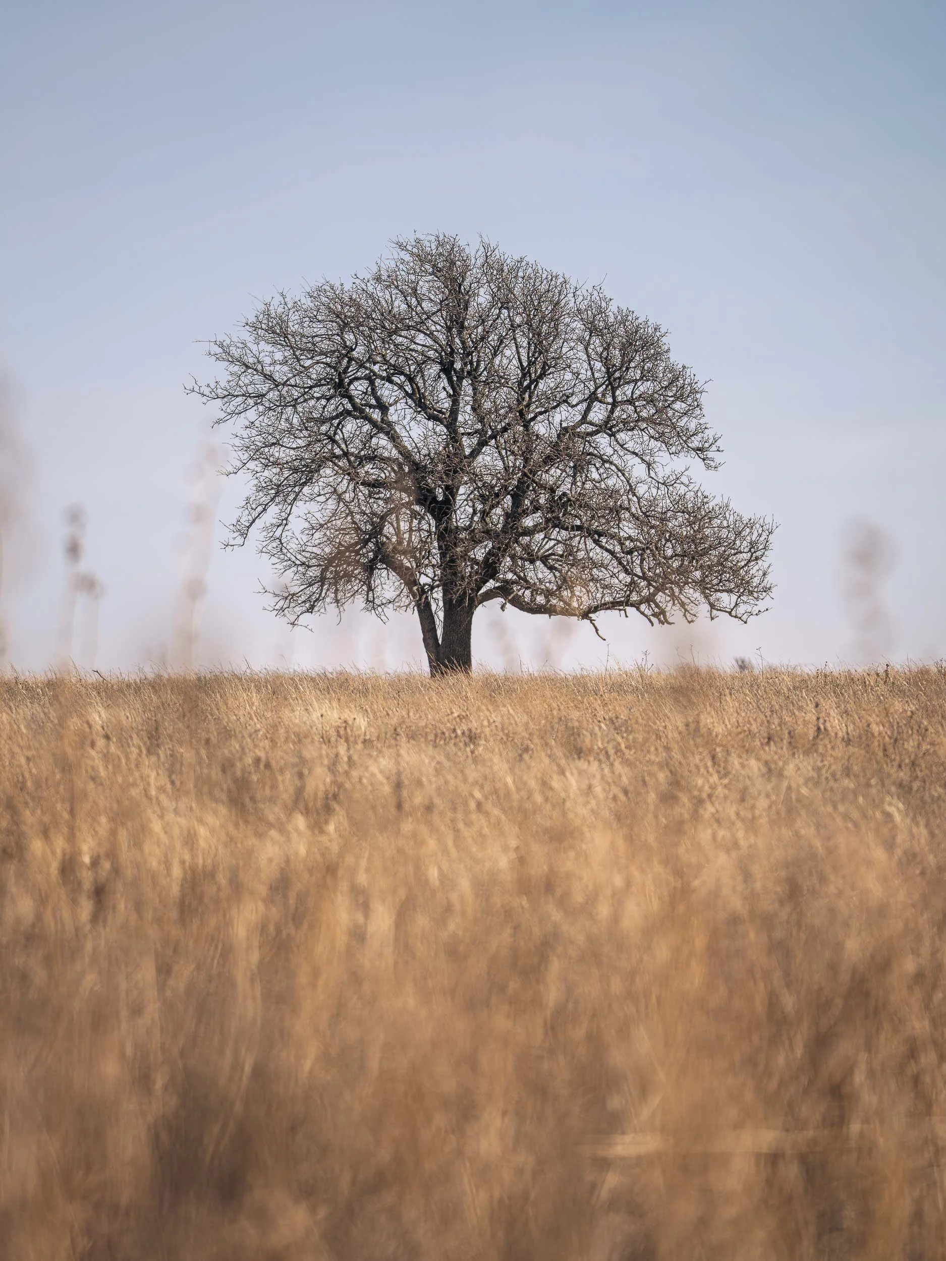 Oklahoma, Wichita Mountains Wildlife Refuge-504961.jpg