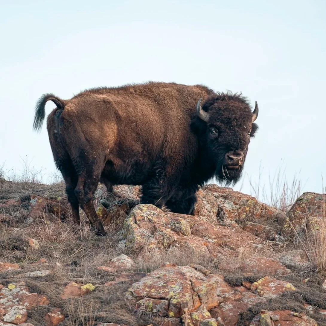 Photographing Bison in Oklahoma’s Wichita Mountains Wildlife Refuge