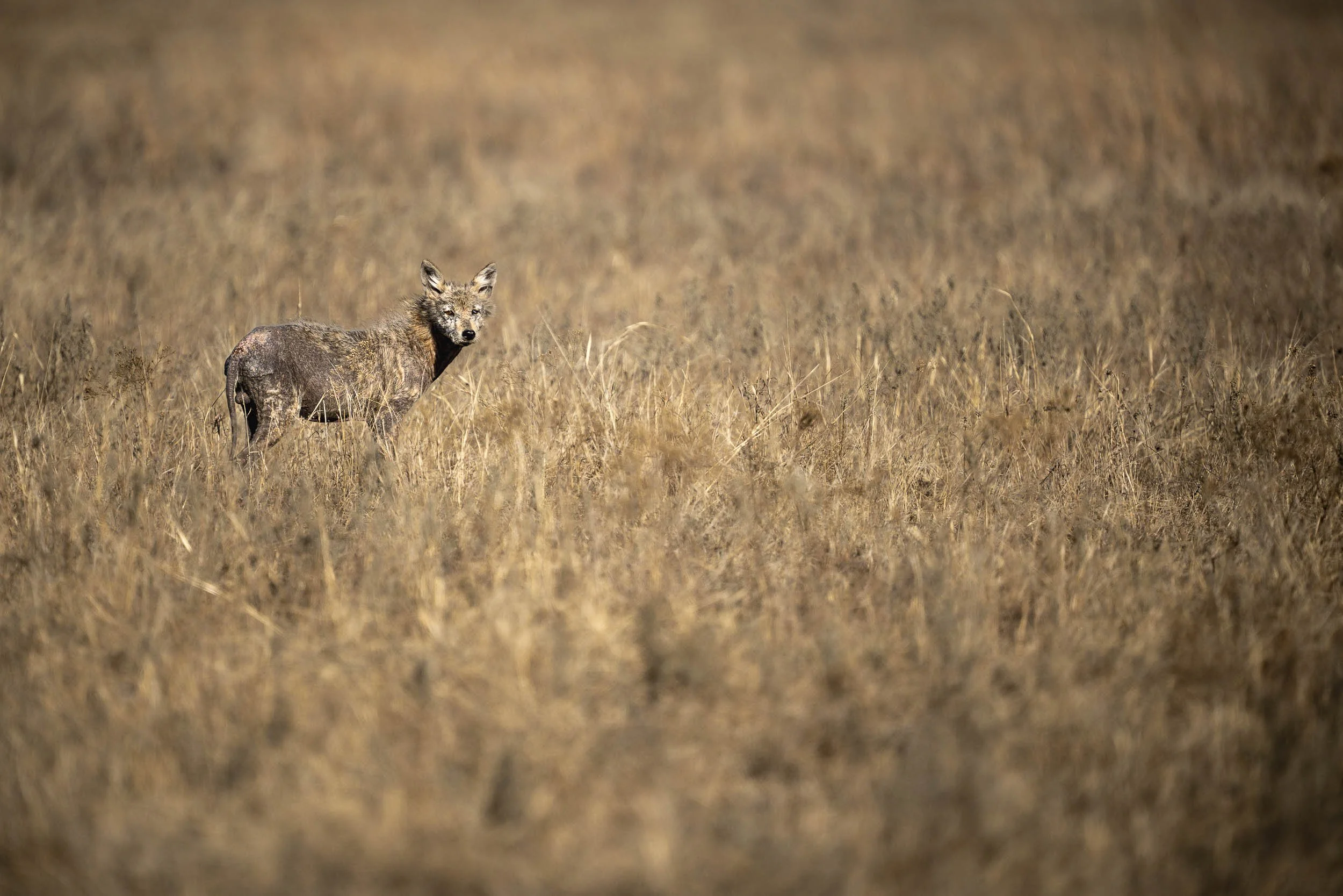 Sony A7 IV |  600 MM, F4, 1/3200S, ISO 100