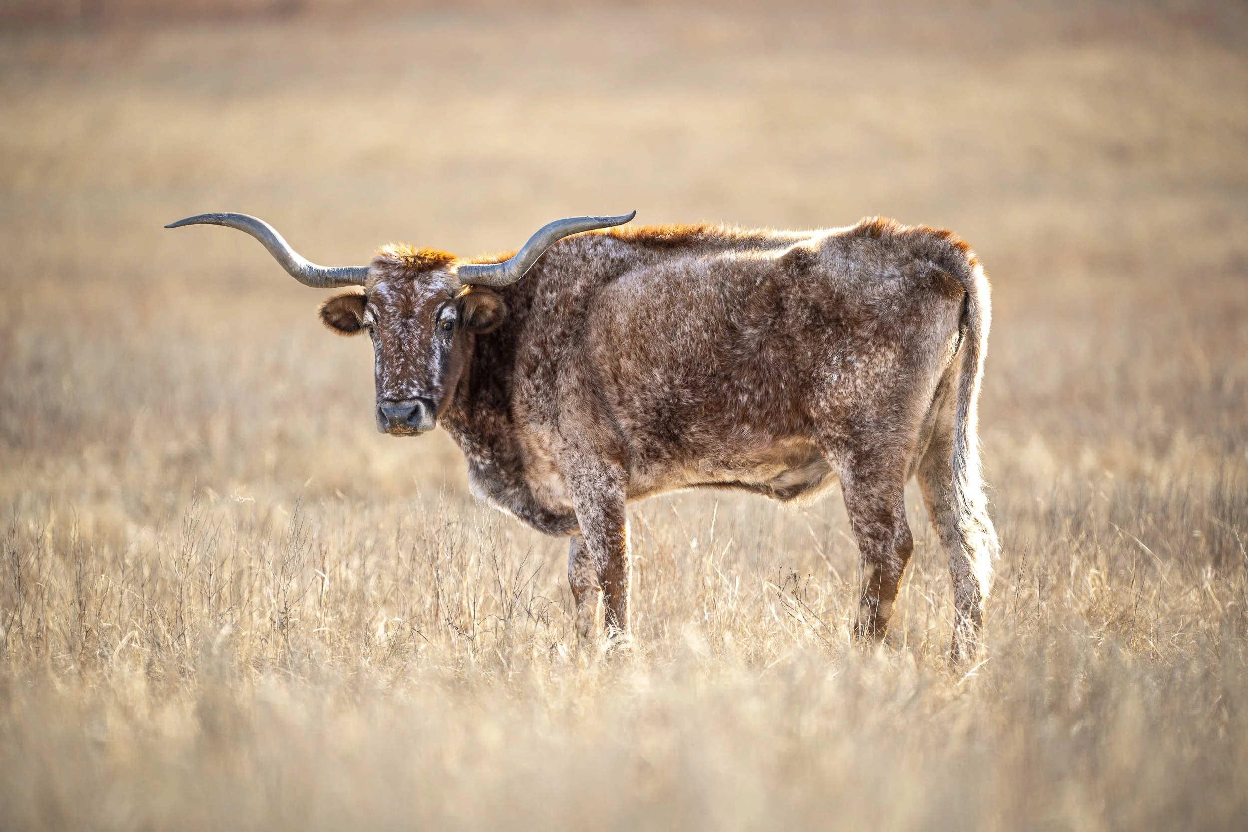 Sony A7 IV |  544 MM, F4, 1/800S, ISO 125