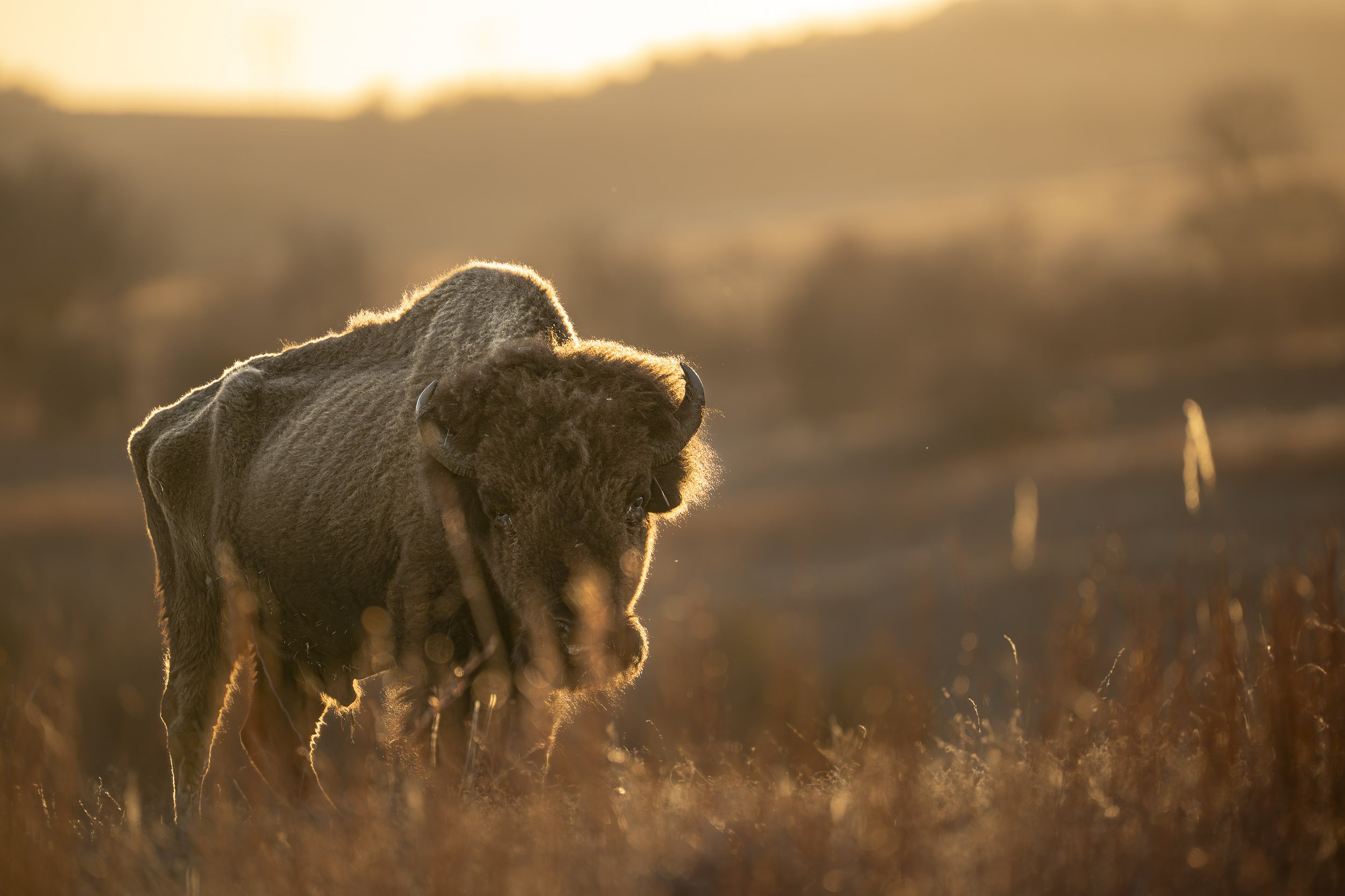Sony A7 IV |  515 MM, F4.5, 1/1600S, ISO 640